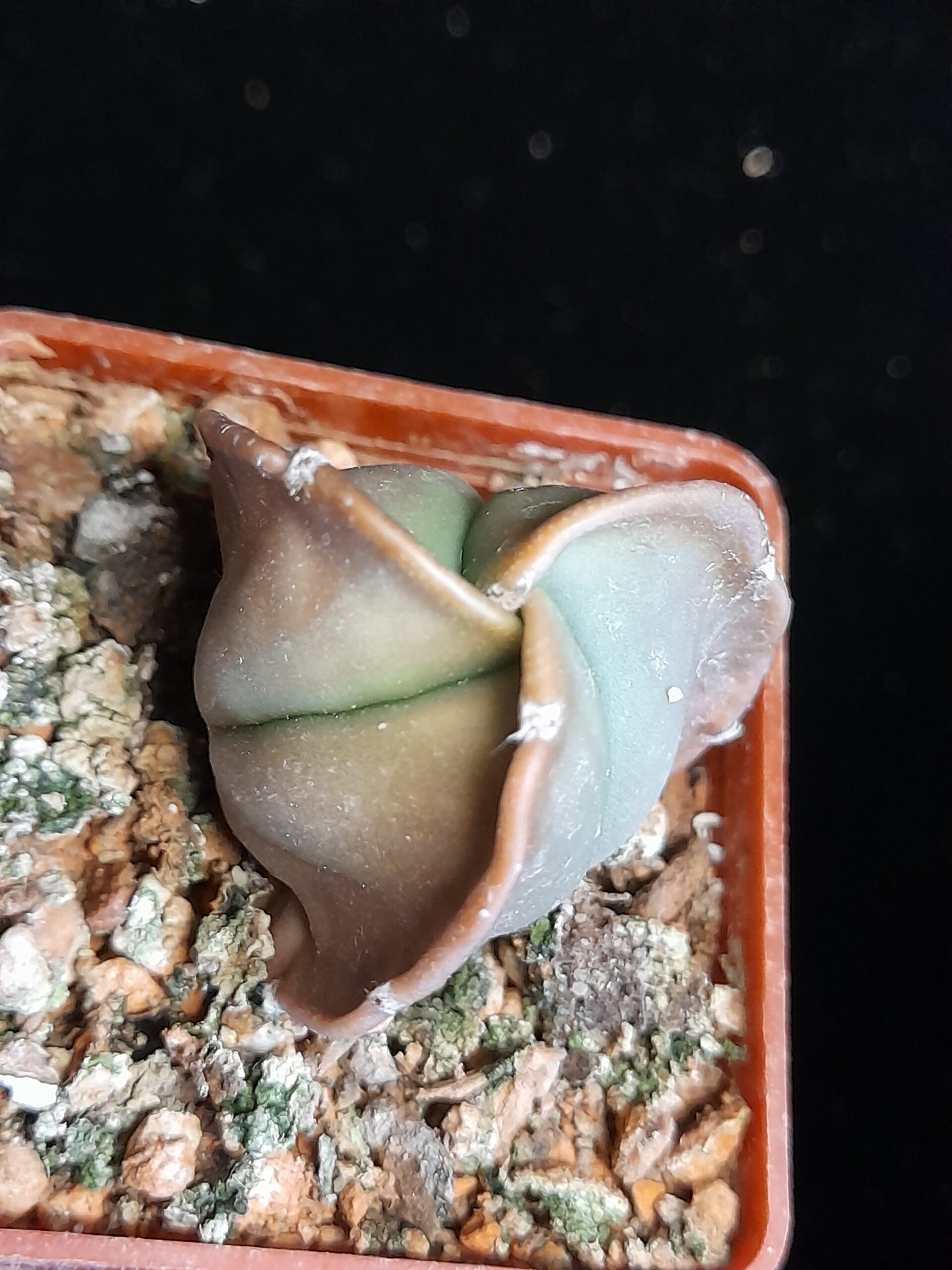 Astrophytum myriostigma nudum f. tricostatum - Image 5