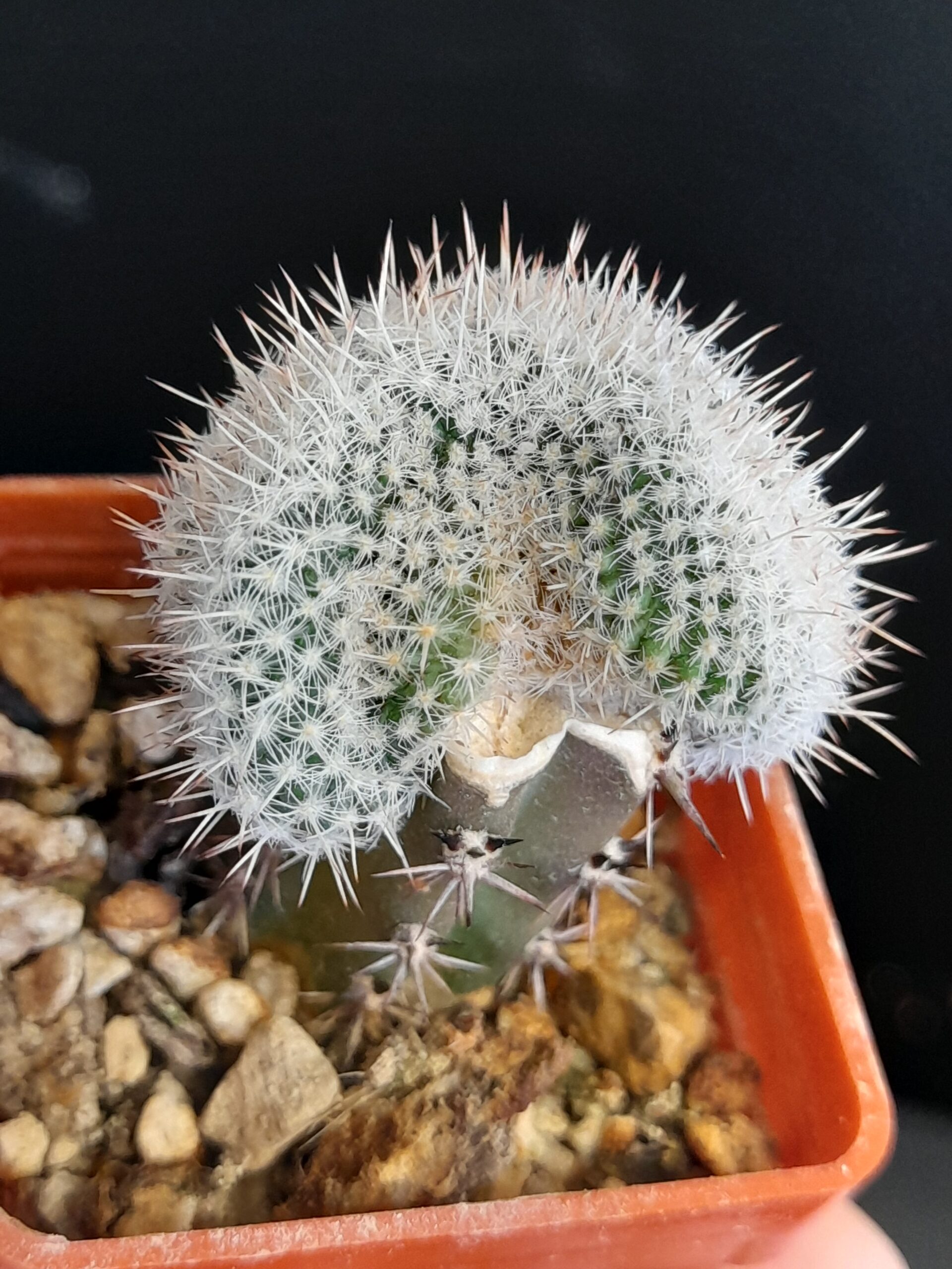 Mammillaria geminispina f. cristata - Image 3