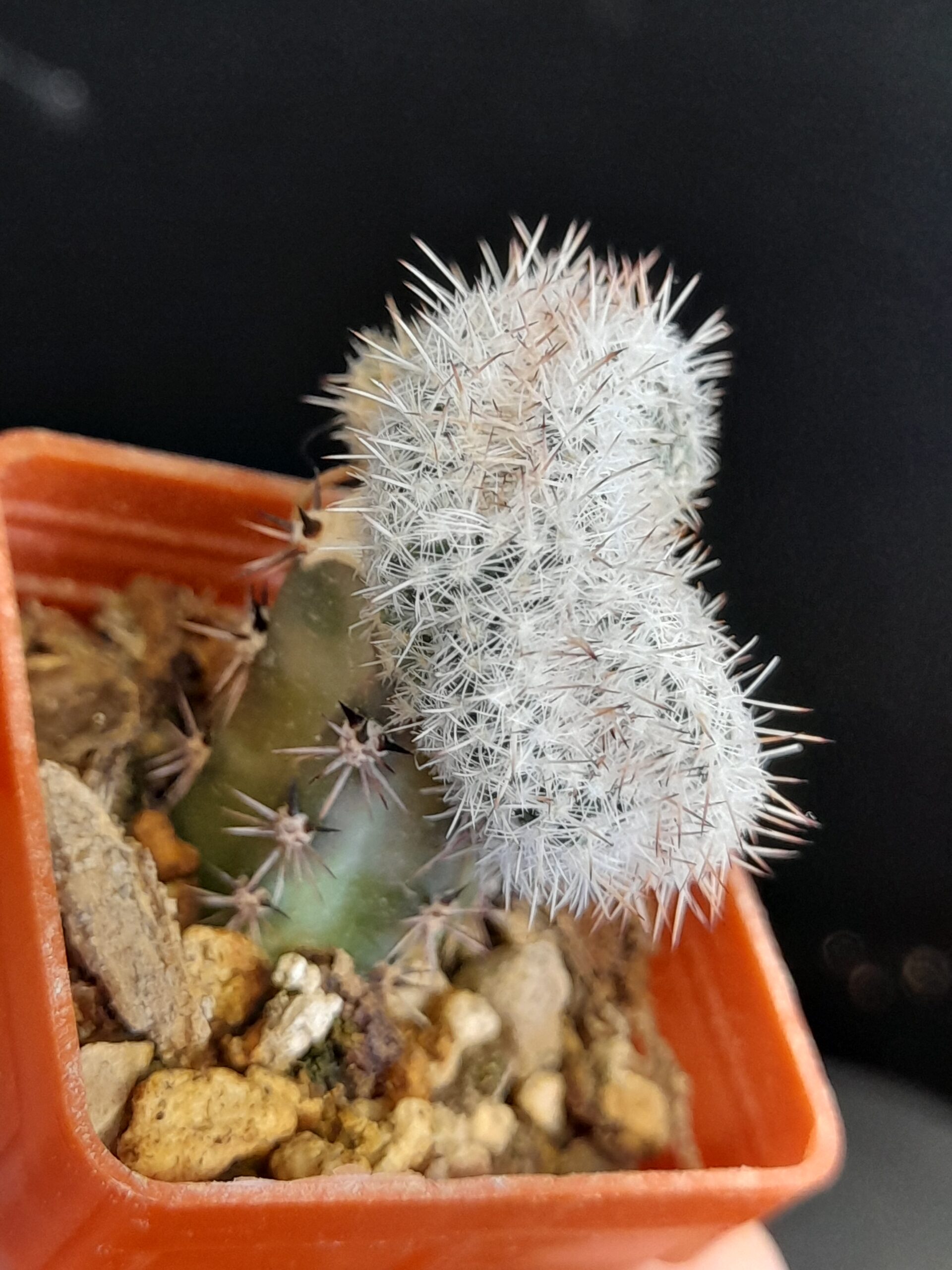 Mammillaria geminispina f. cristata - Image 4