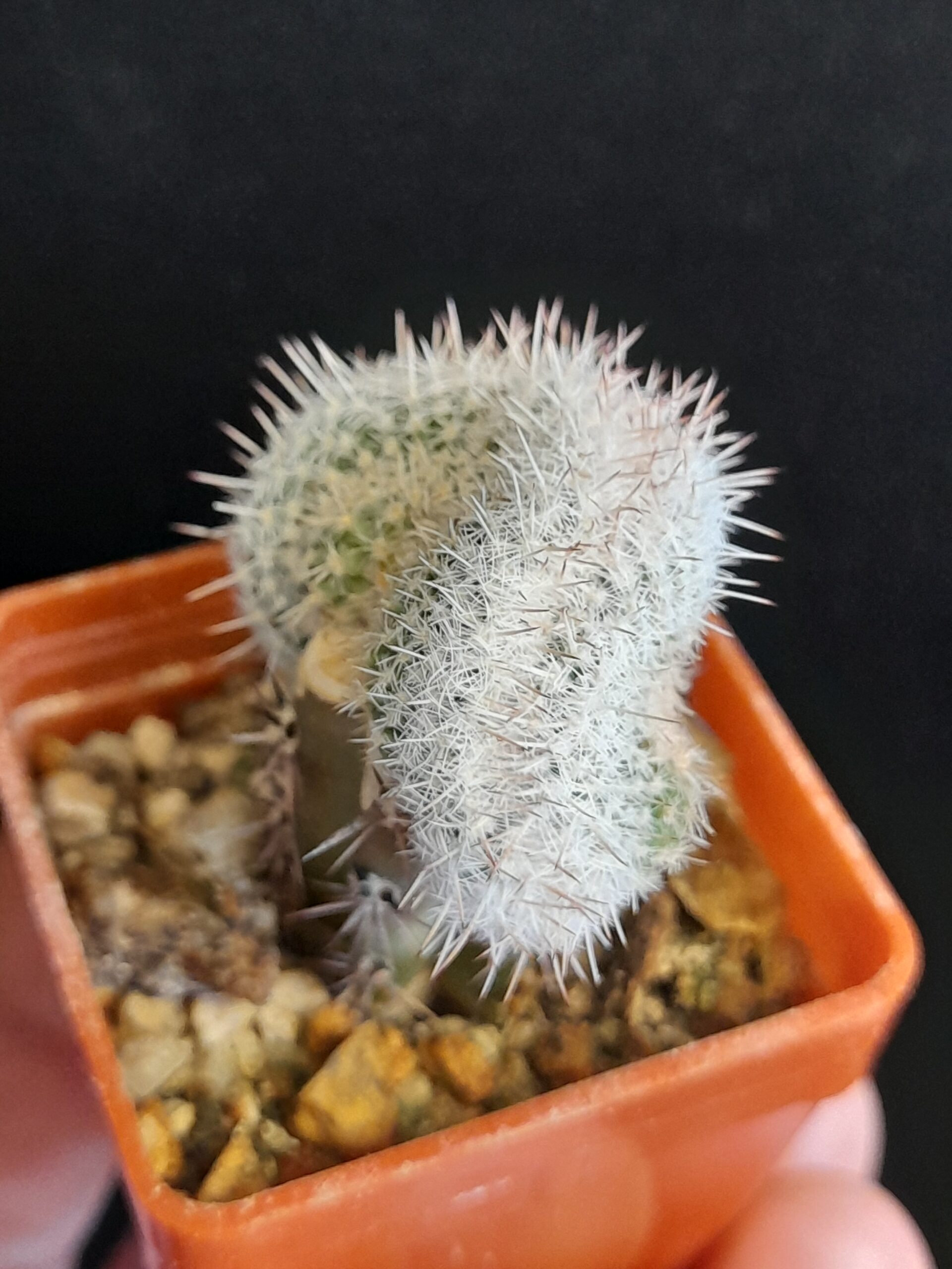 Mammillaria geminispina f. cristata - Image 5