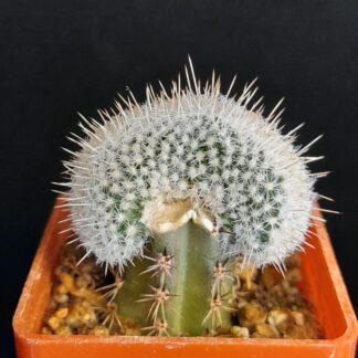 Mammillaria geminispina f. cristata