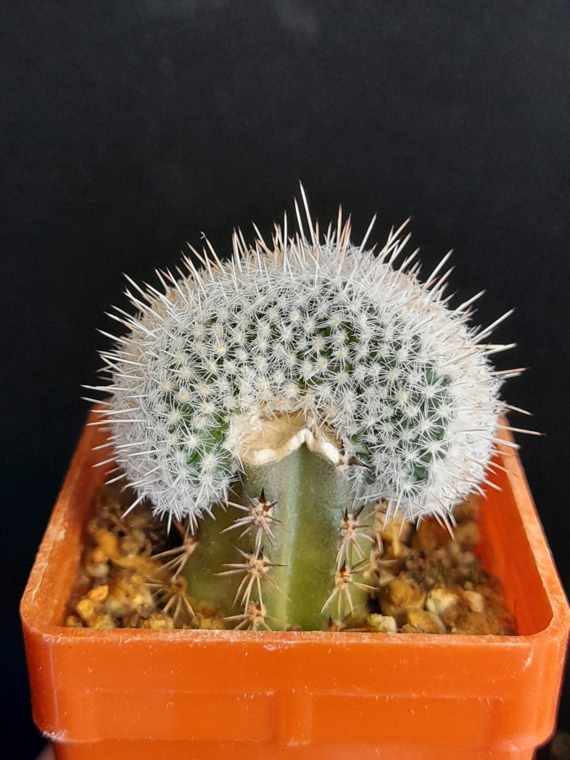 Mammillaria geminispina f. cristata