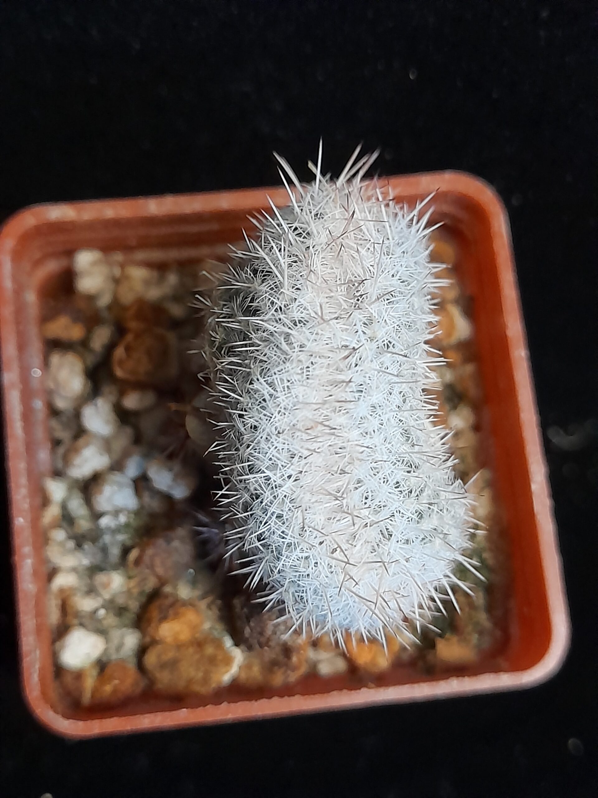 Mammillaria geminispina f. cristata - Image 6