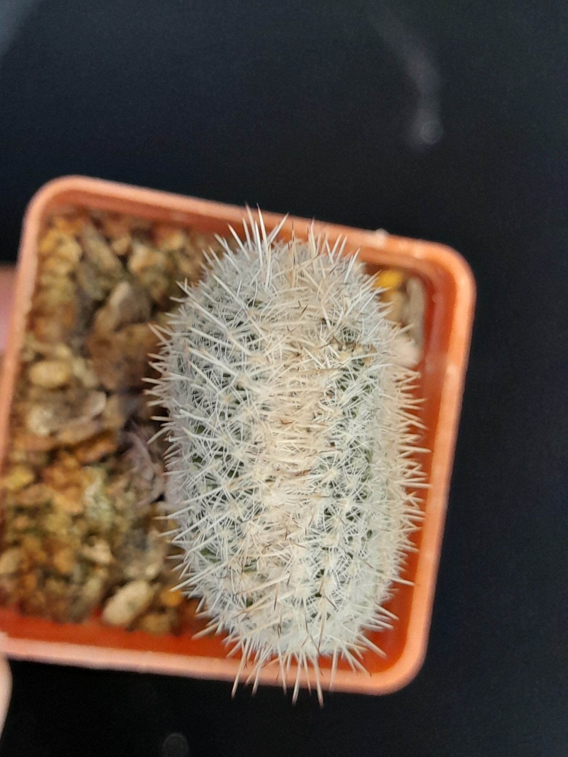 Mammillaria geminispina f. cristata - Image 8