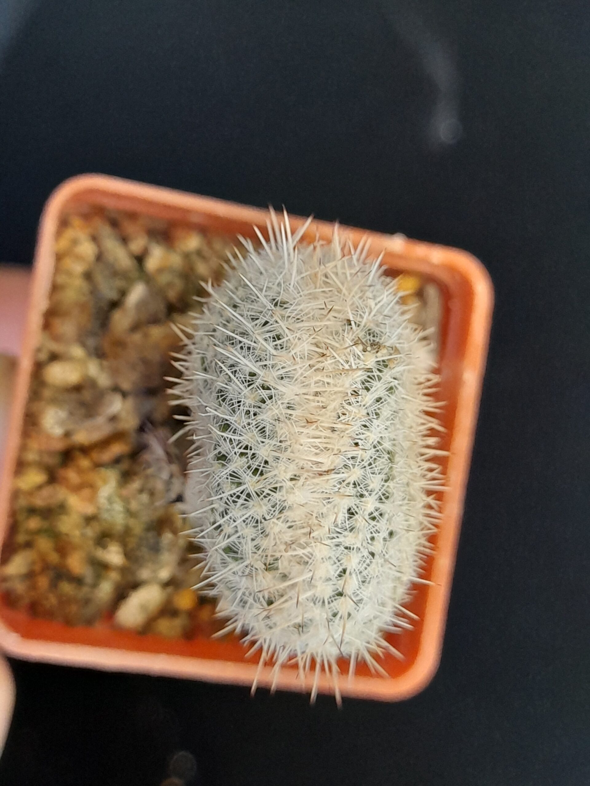 Mammillaria geminispina f. cristata - Image 9