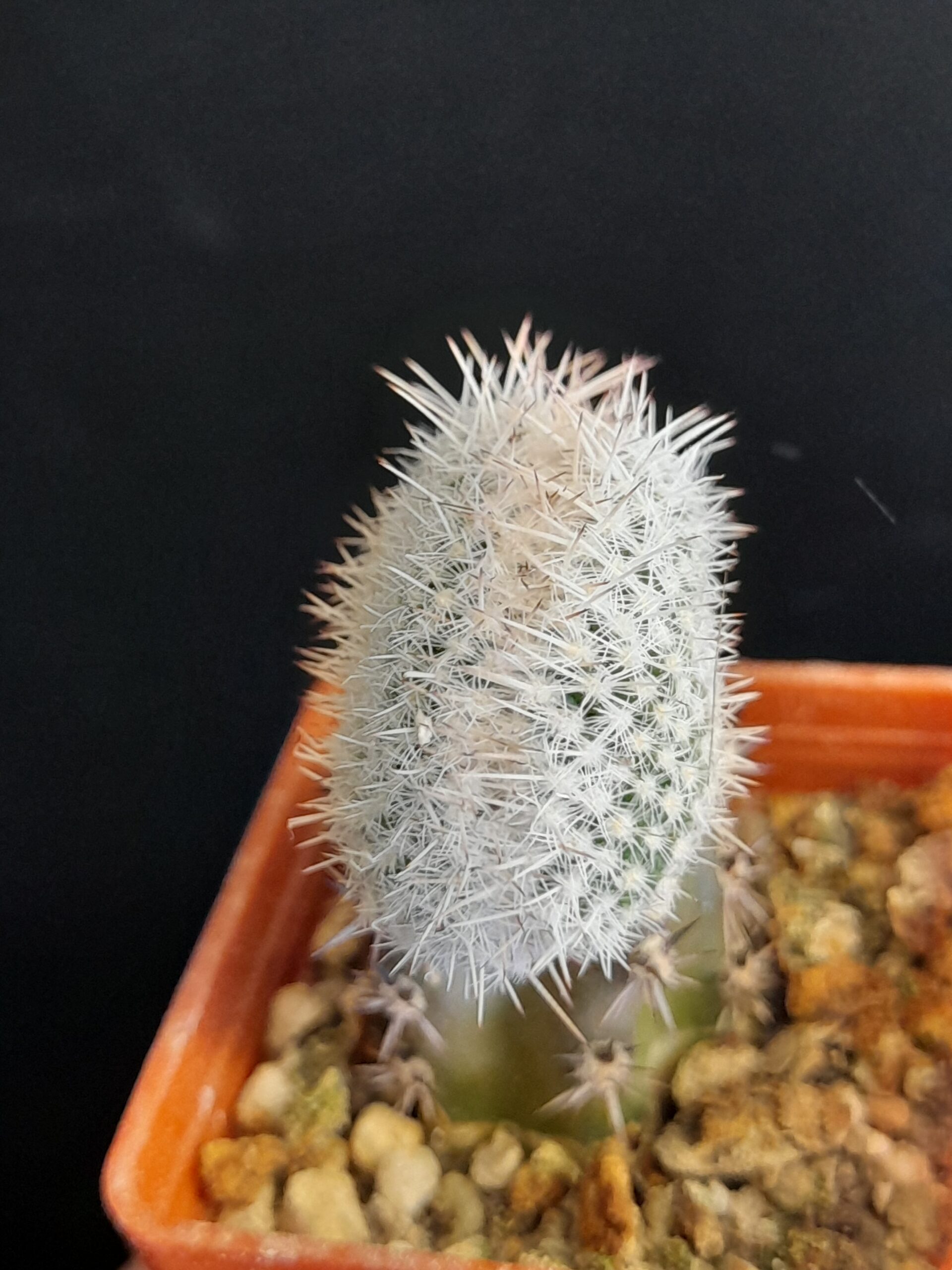 Mammillaria geminispina f. cristata - Image 7