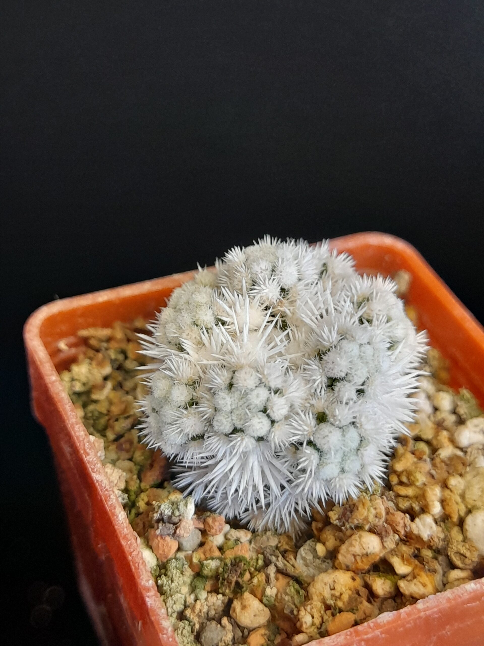 Mammillaria gracilis cv. Arizona Snow - Image 3