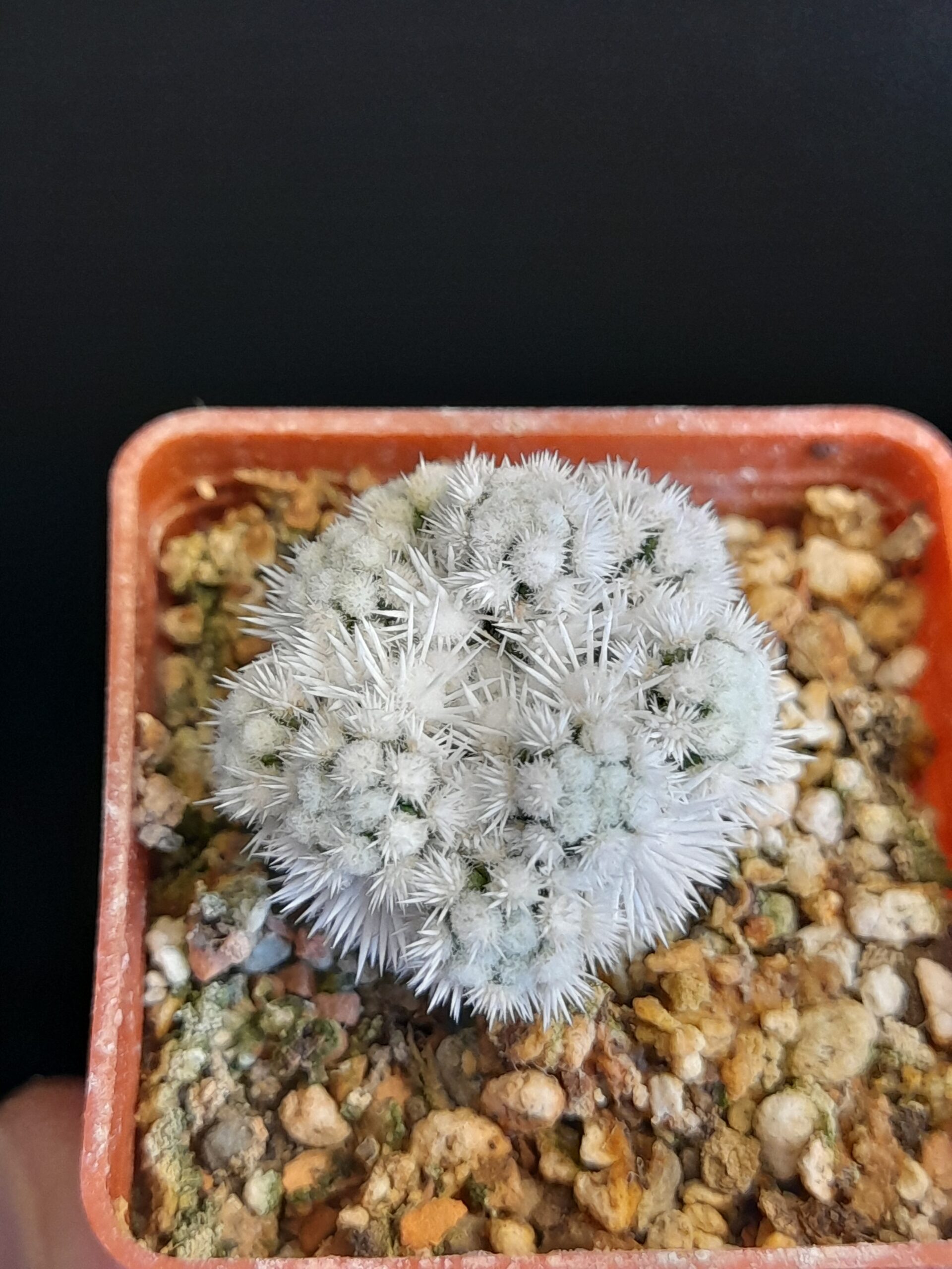 Mammillaria gracilis cv. Arizona Snow - Image 5