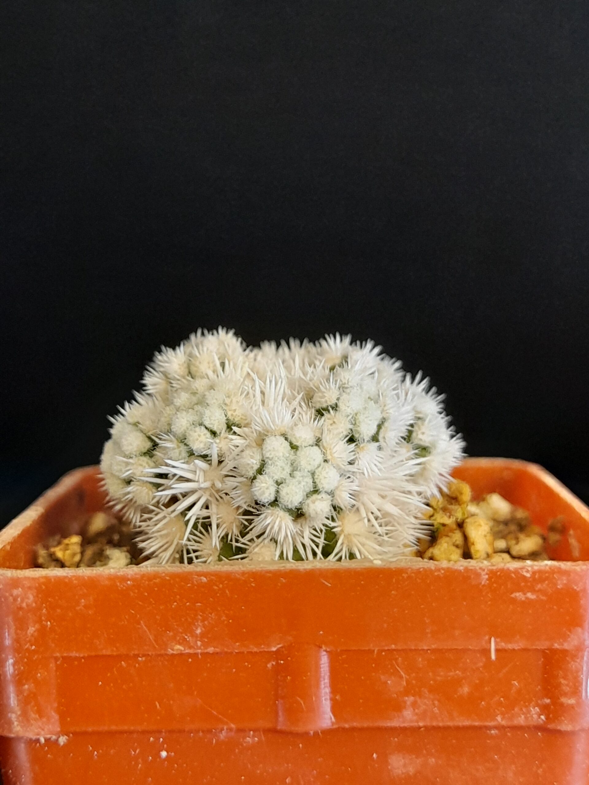 Mammillaria gracilis cv. Arizona Snow - Image 11