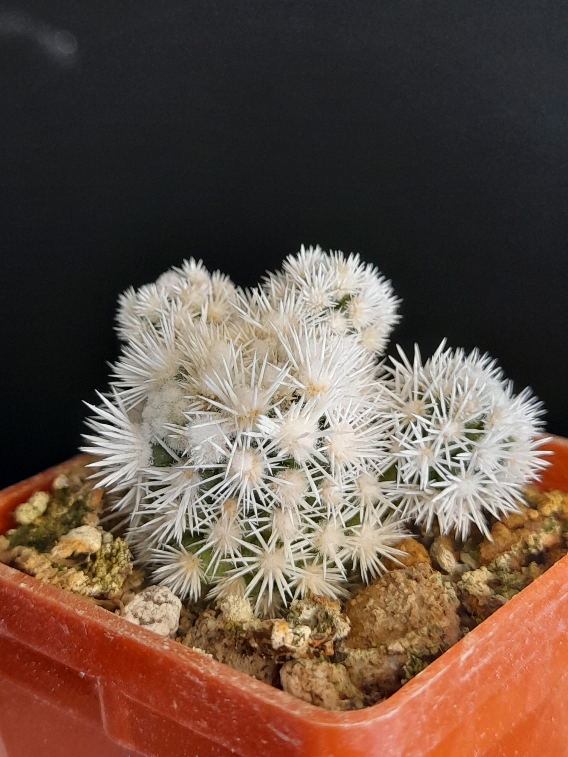 Mammillaria gracilis cv. Arizona Snow - Image 4