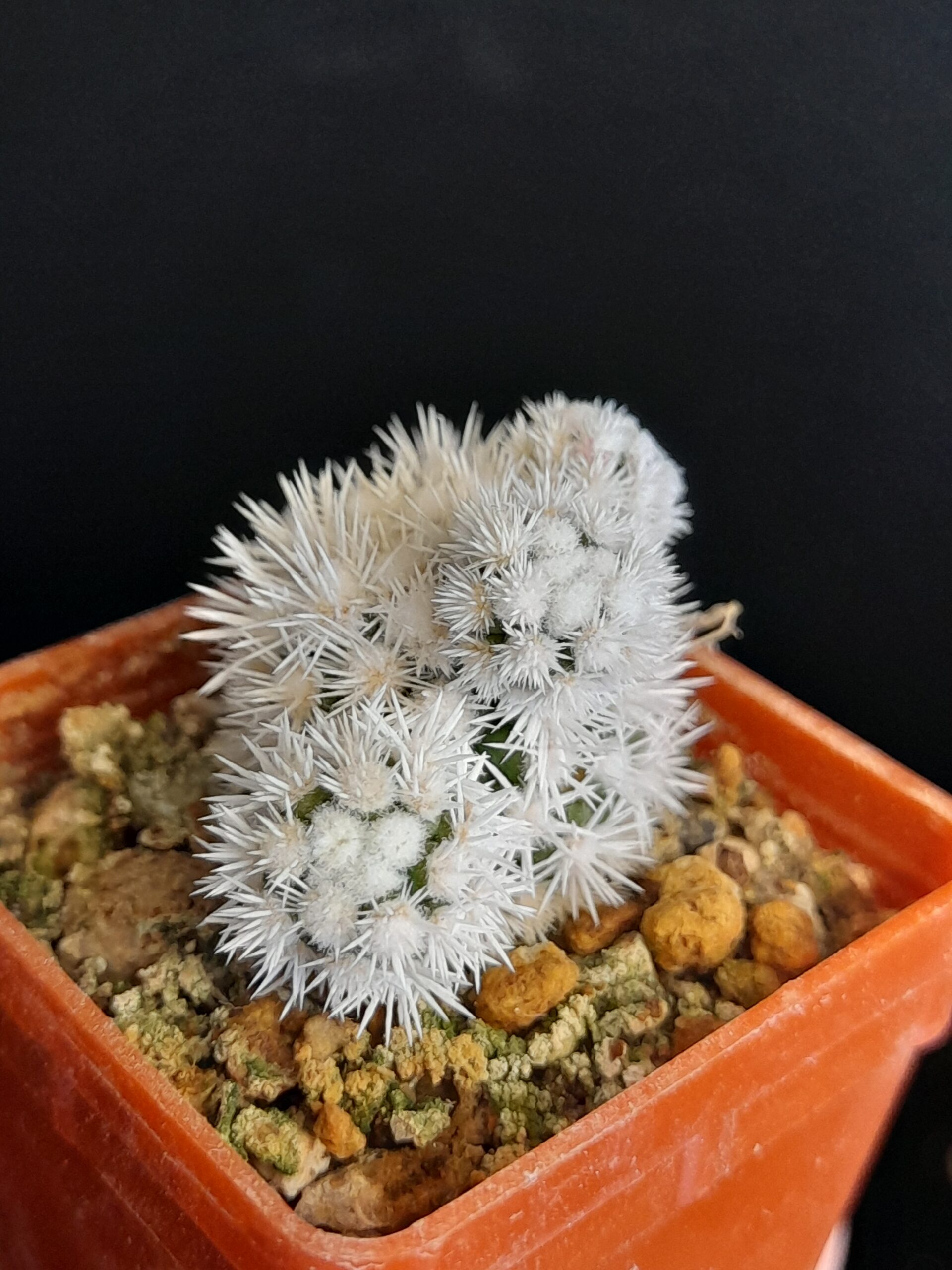 Mammillaria gracilis cv. Arizona Snow - Image 7