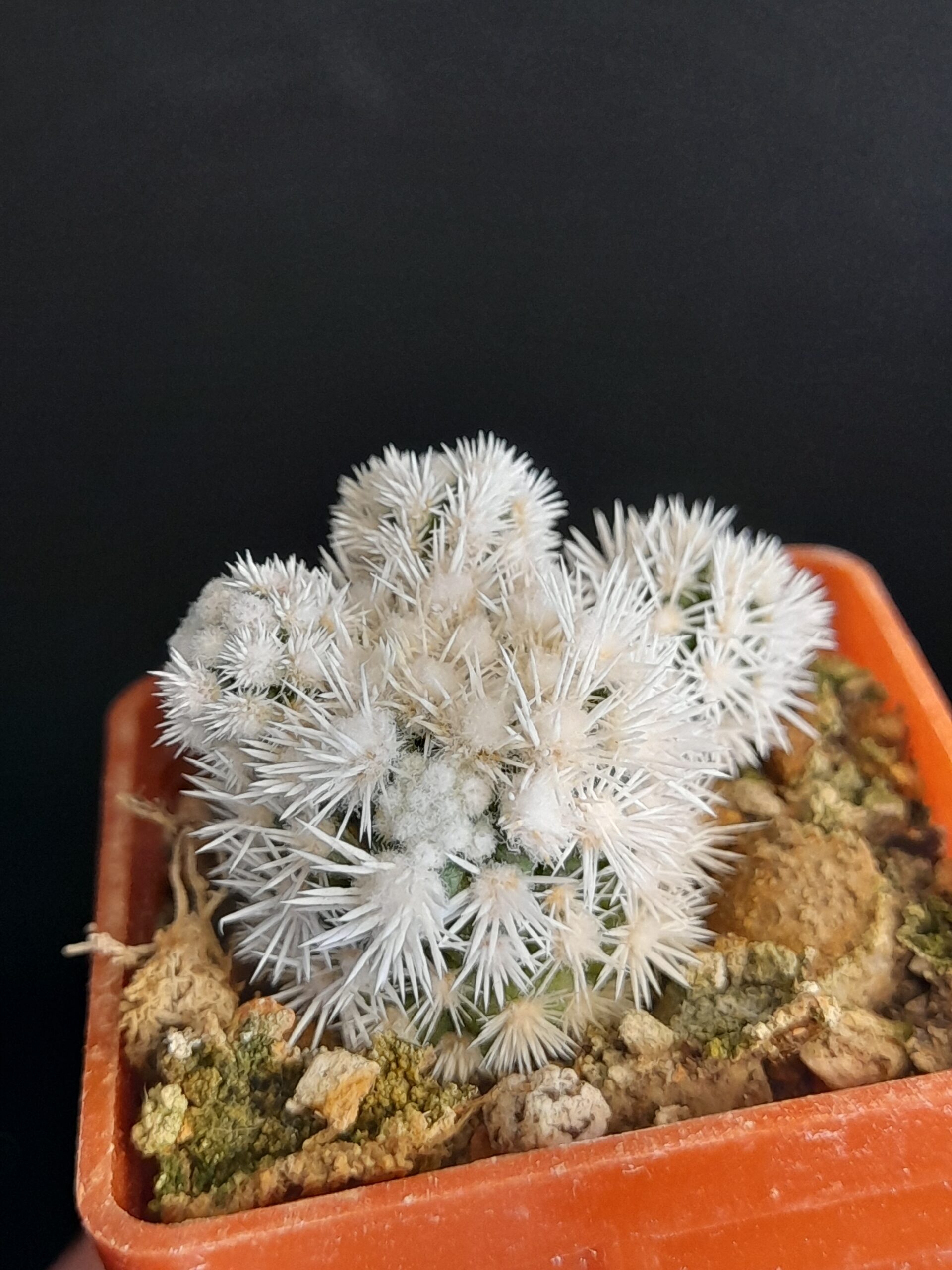 Mammillaria gracilis cv. Arizona Snow - Image 2