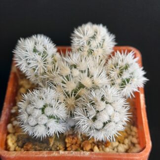 Mammillaria gracilis cv. Arizona Snow