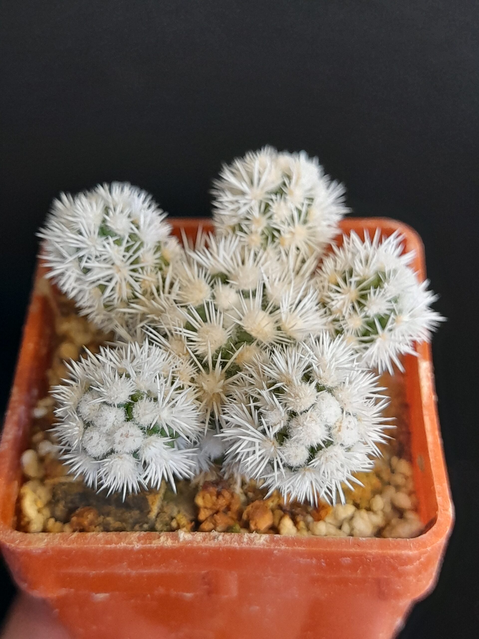 Mammillaria gracilis cv. Arizona Snow