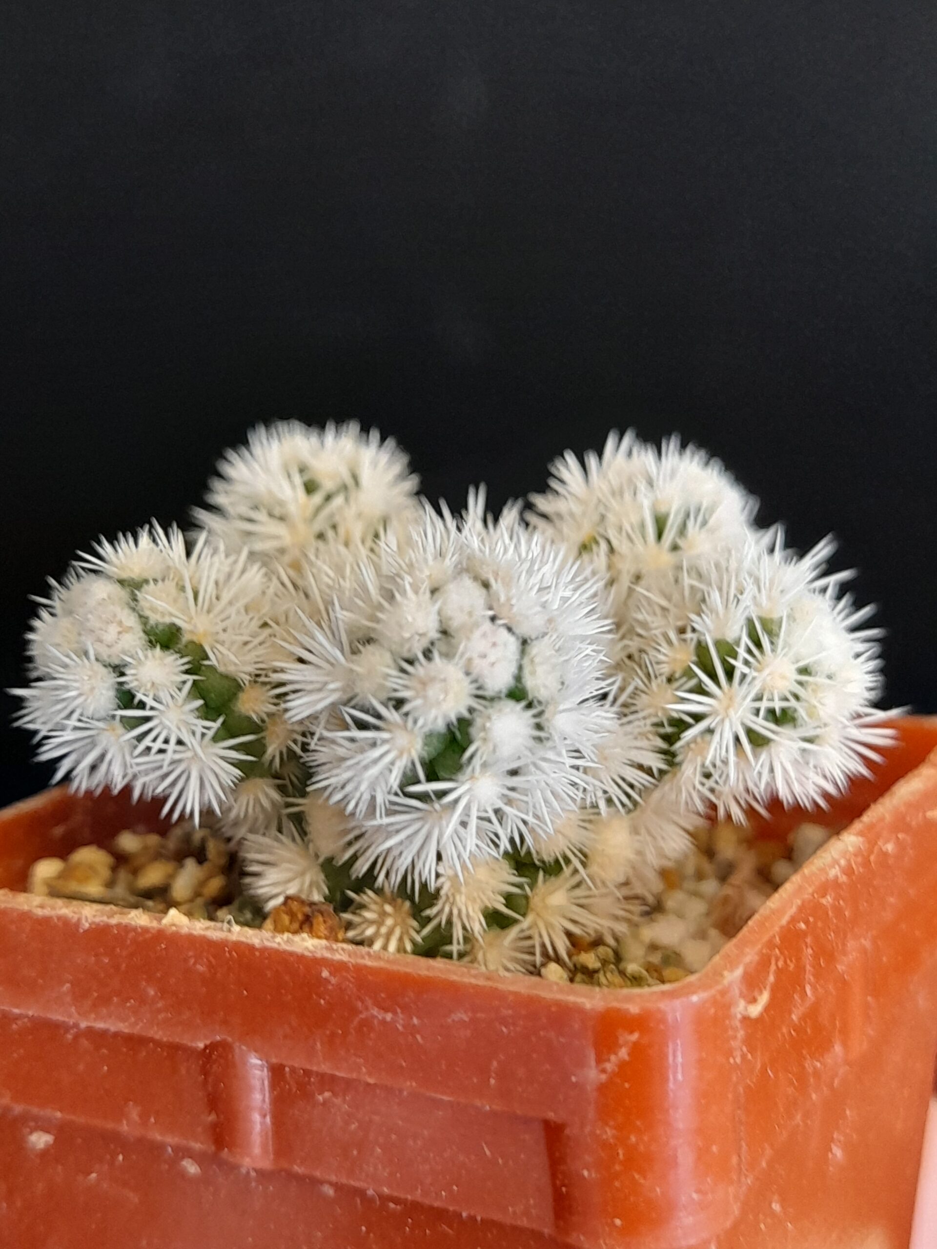 Mammillaria gracilis cv. Arizona Snow - Image 8