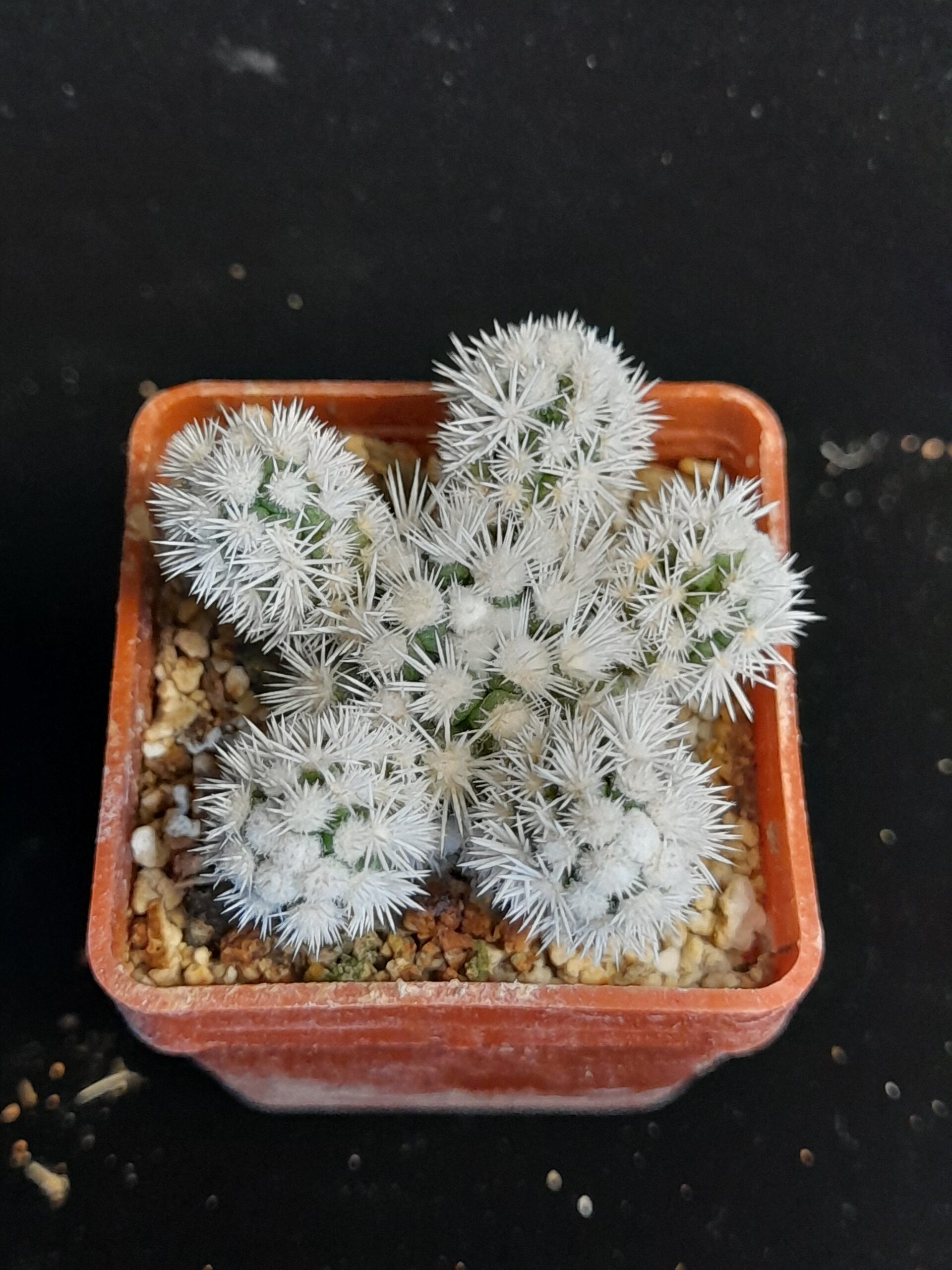 Mammillaria gracilis cv. Arizona Snow - Image 6