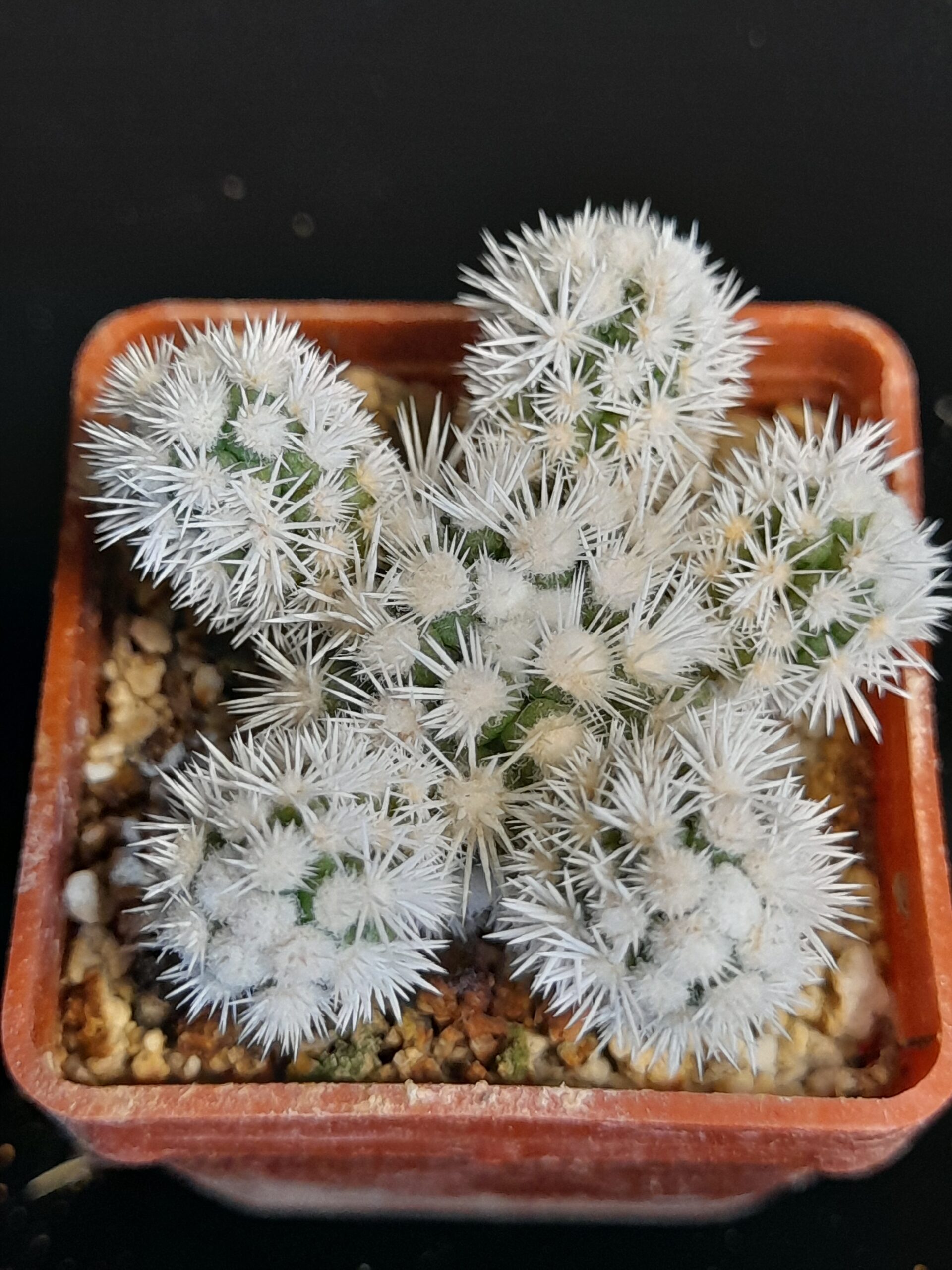 Mammillaria gracilis cv. Arizona Snow - Image 9