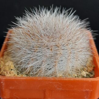 Lobivia aurea var. leucomalla f. nivosa