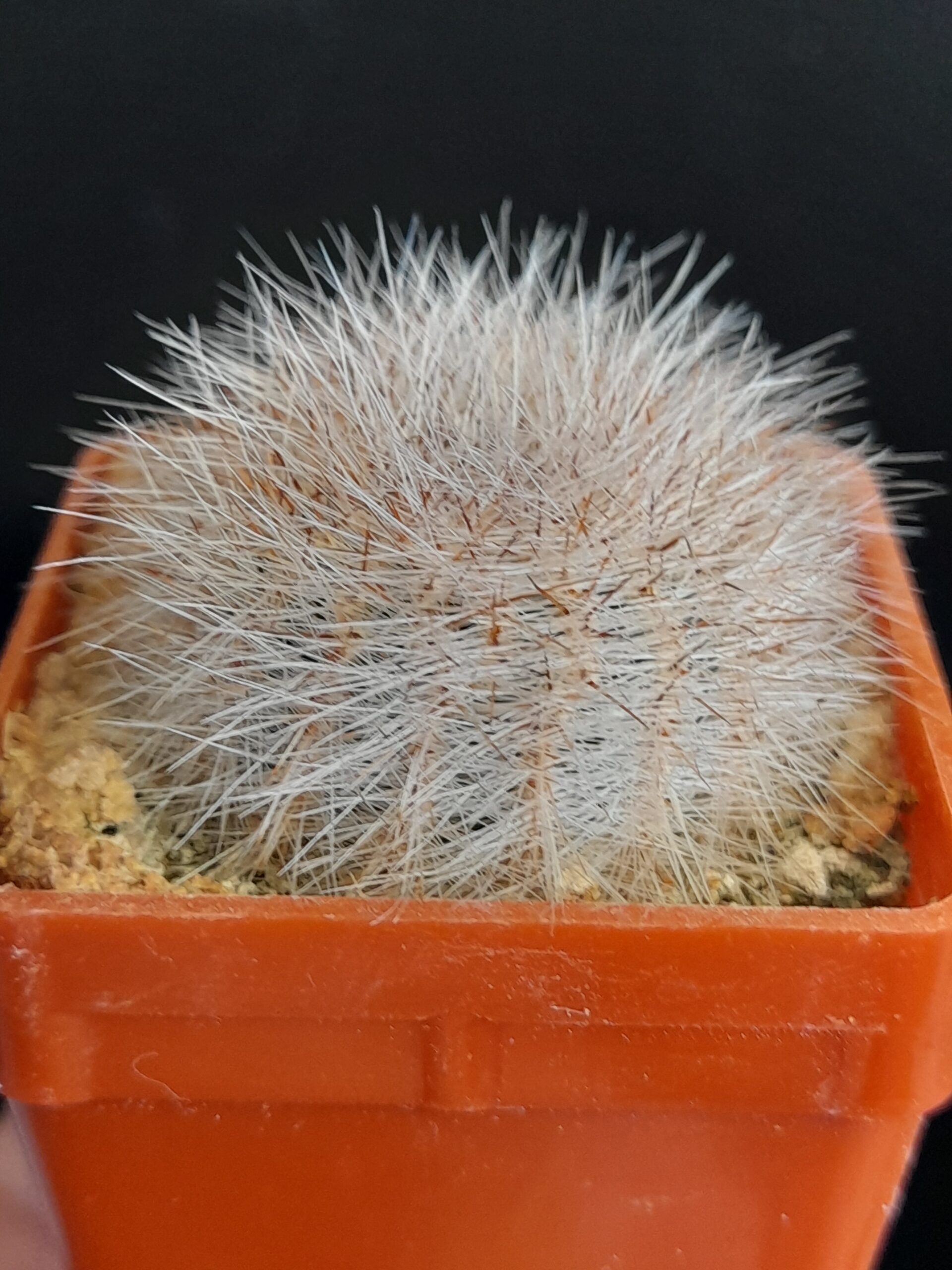 Lobivia aurea var. leucomalla f. nivosa - Image 2