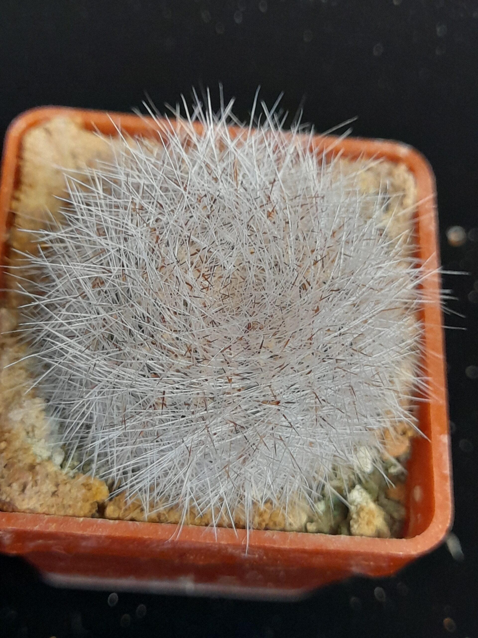 Lobivia aurea var. leucomalla f. nivosa - Image 3