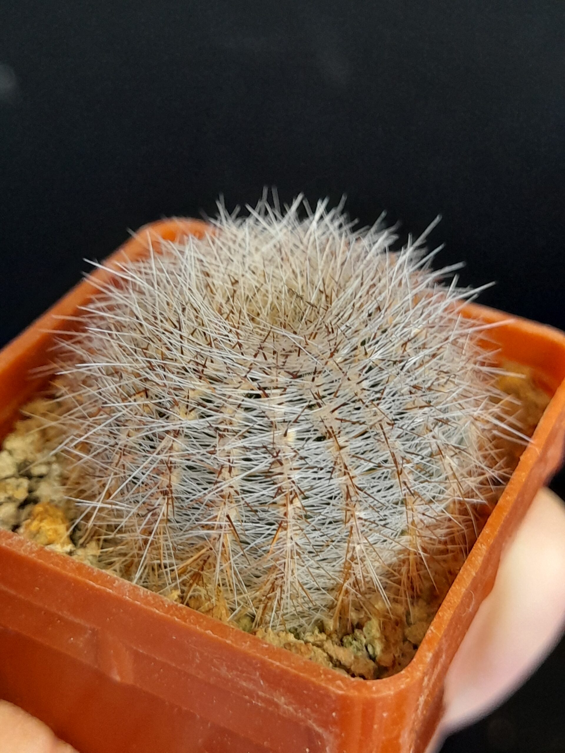 Lobivia aurea var. leucomalla f. nivosa - Image 4