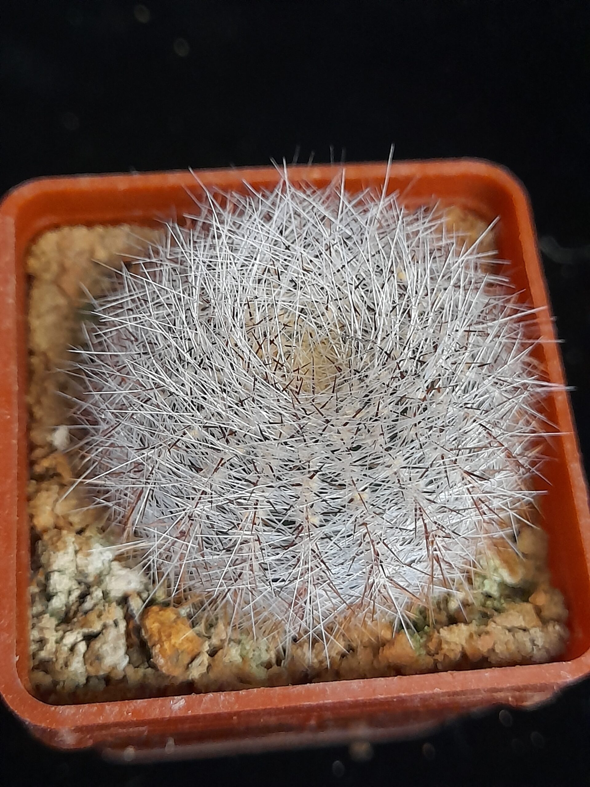 Lobivia aurea var. leucomalla f. nivosa - Image 5