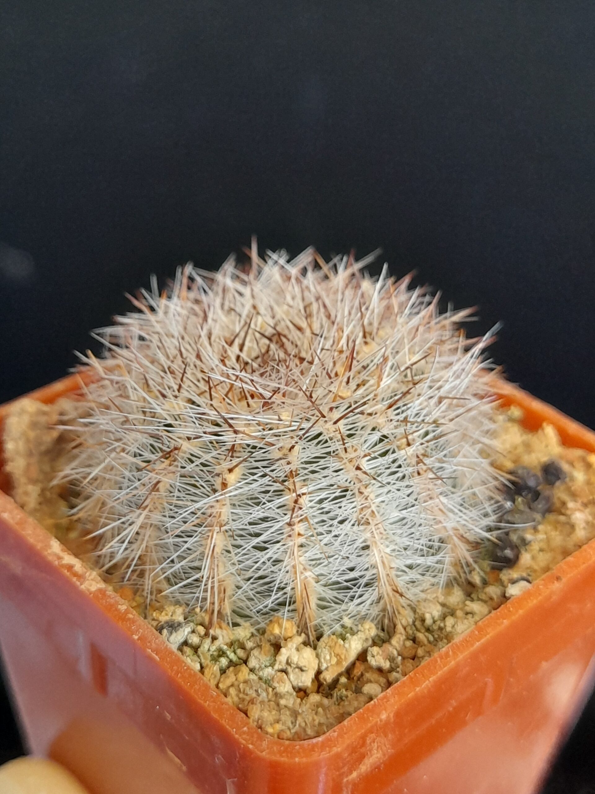 Lobivia aurea var. leucomalla f. nivosa - Image 6