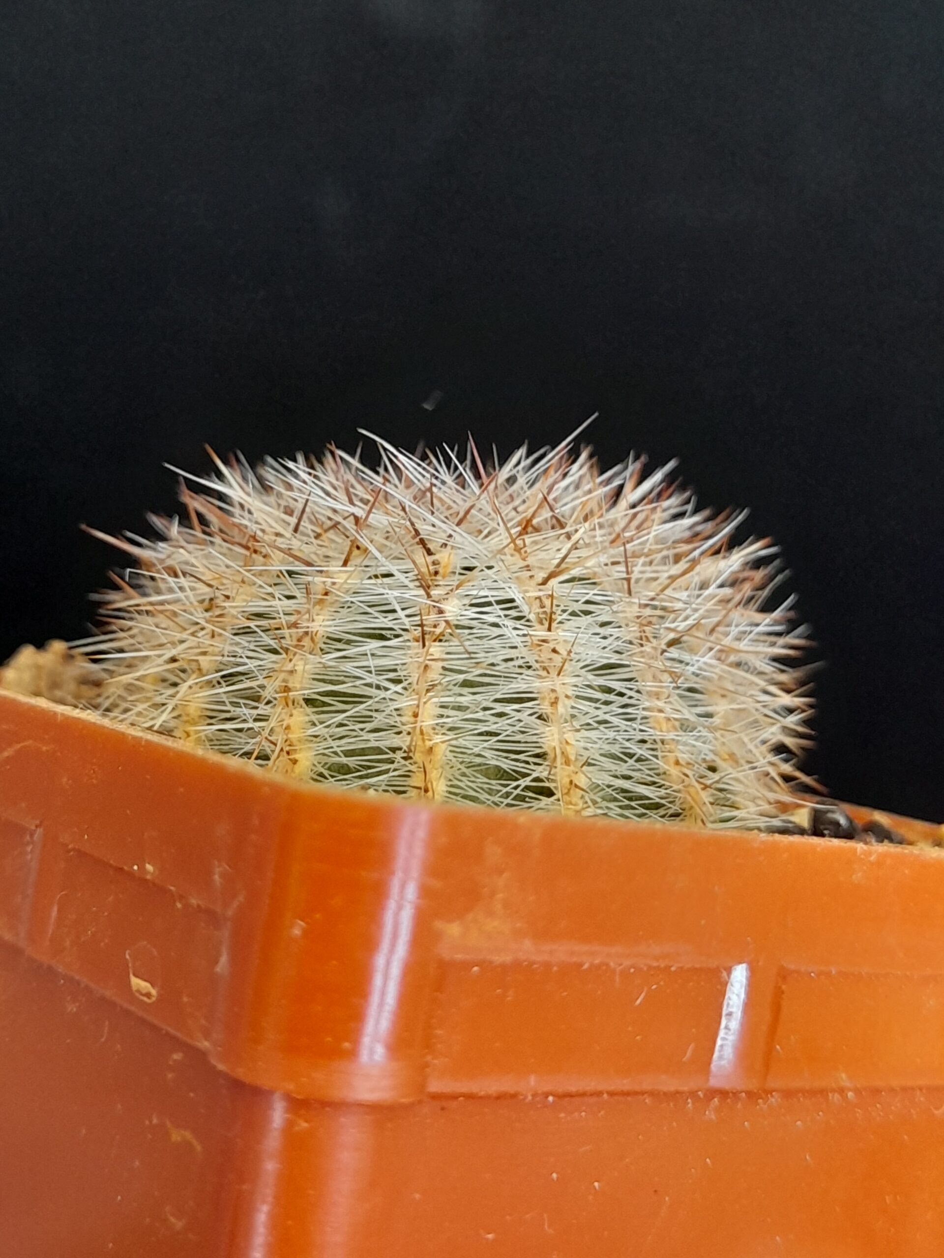Lobivia aurea var. leucomalla f. nivosa - Image 7