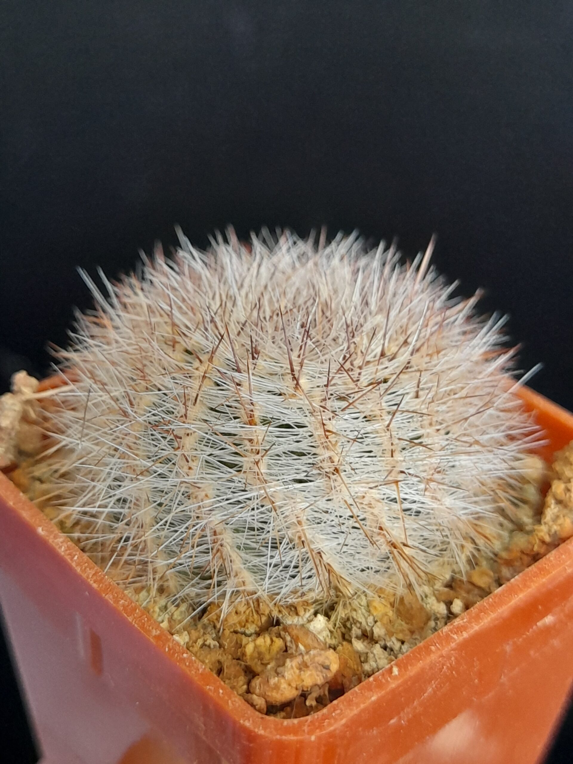 Lobivia aurea var. leucomalla f. nivosa - Image 8