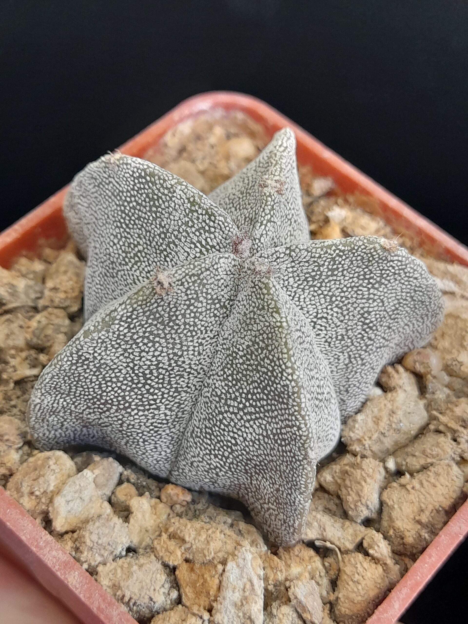 Astrophytum myriostigma - Image 2
