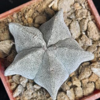 Astrophytum myriostigma