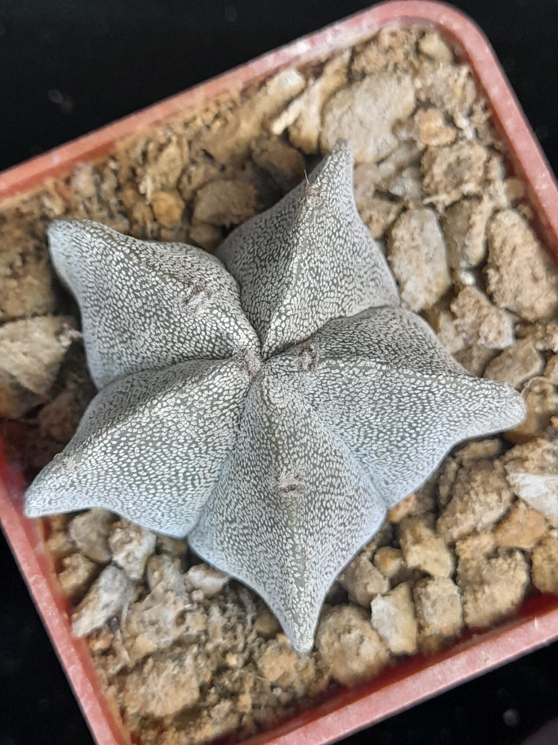 Astrophytum myriostigma