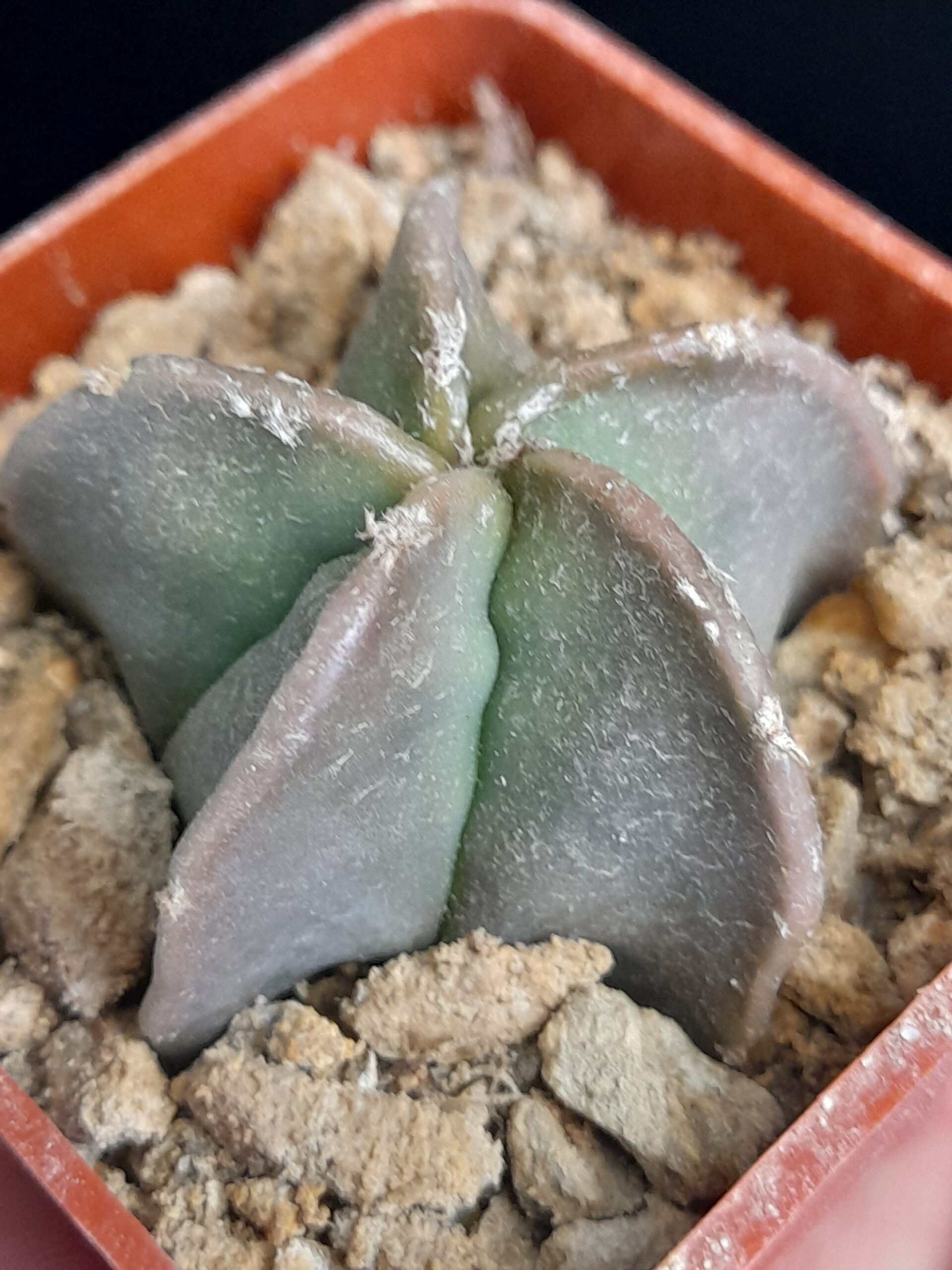 Astrophytum myriostigma f. nudum - Image 2