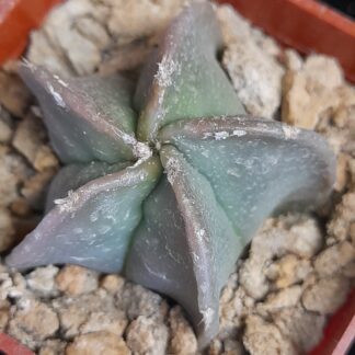 Astrophytum myriostigma f. nudum