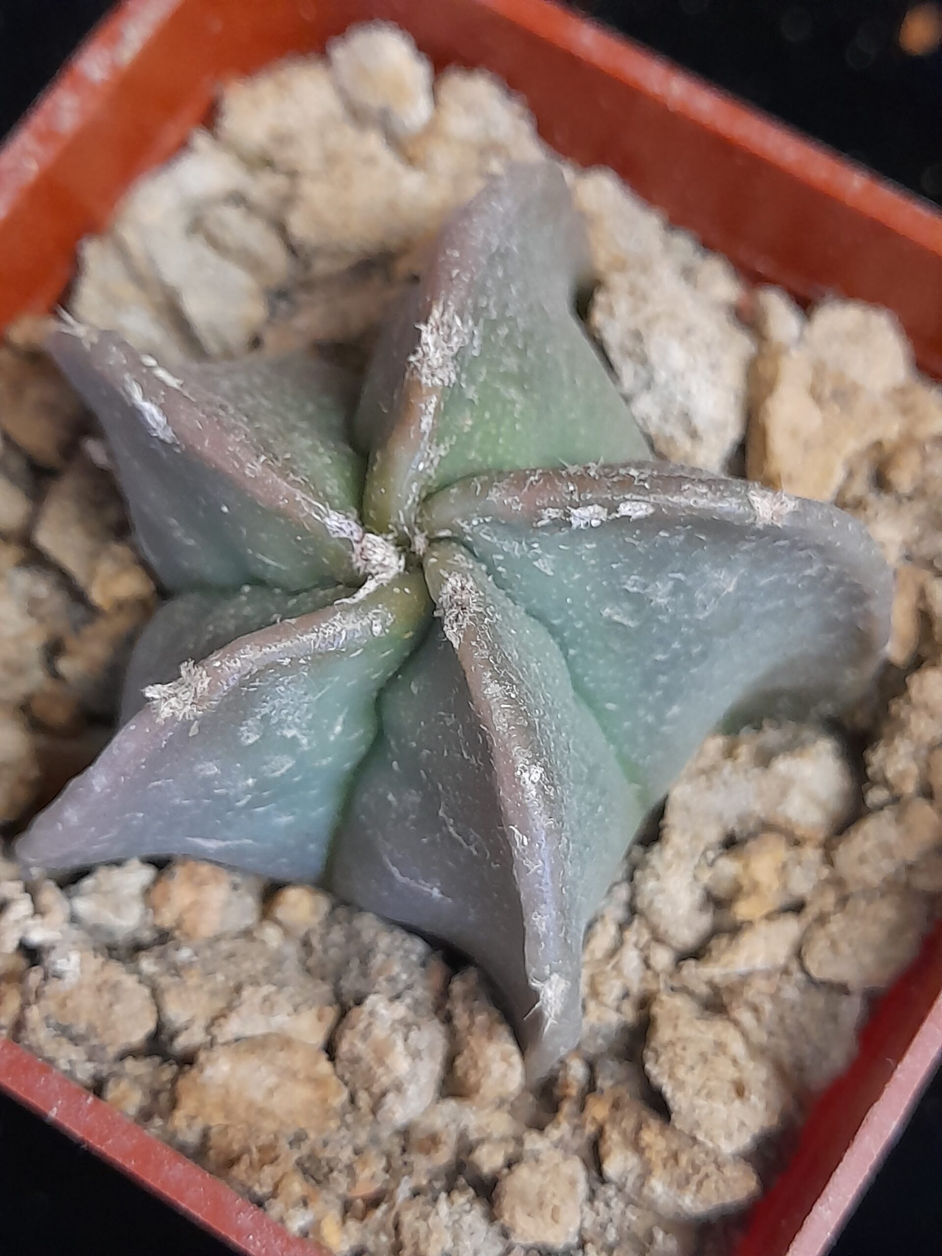 Astrophytum myriostigma f. nudum - Image 3