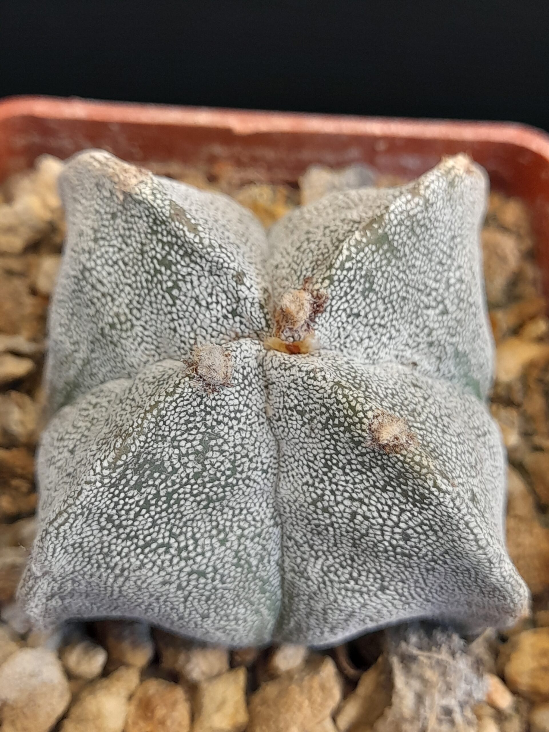 Astrophytum myriostigma f. quadricostatum - Image 2