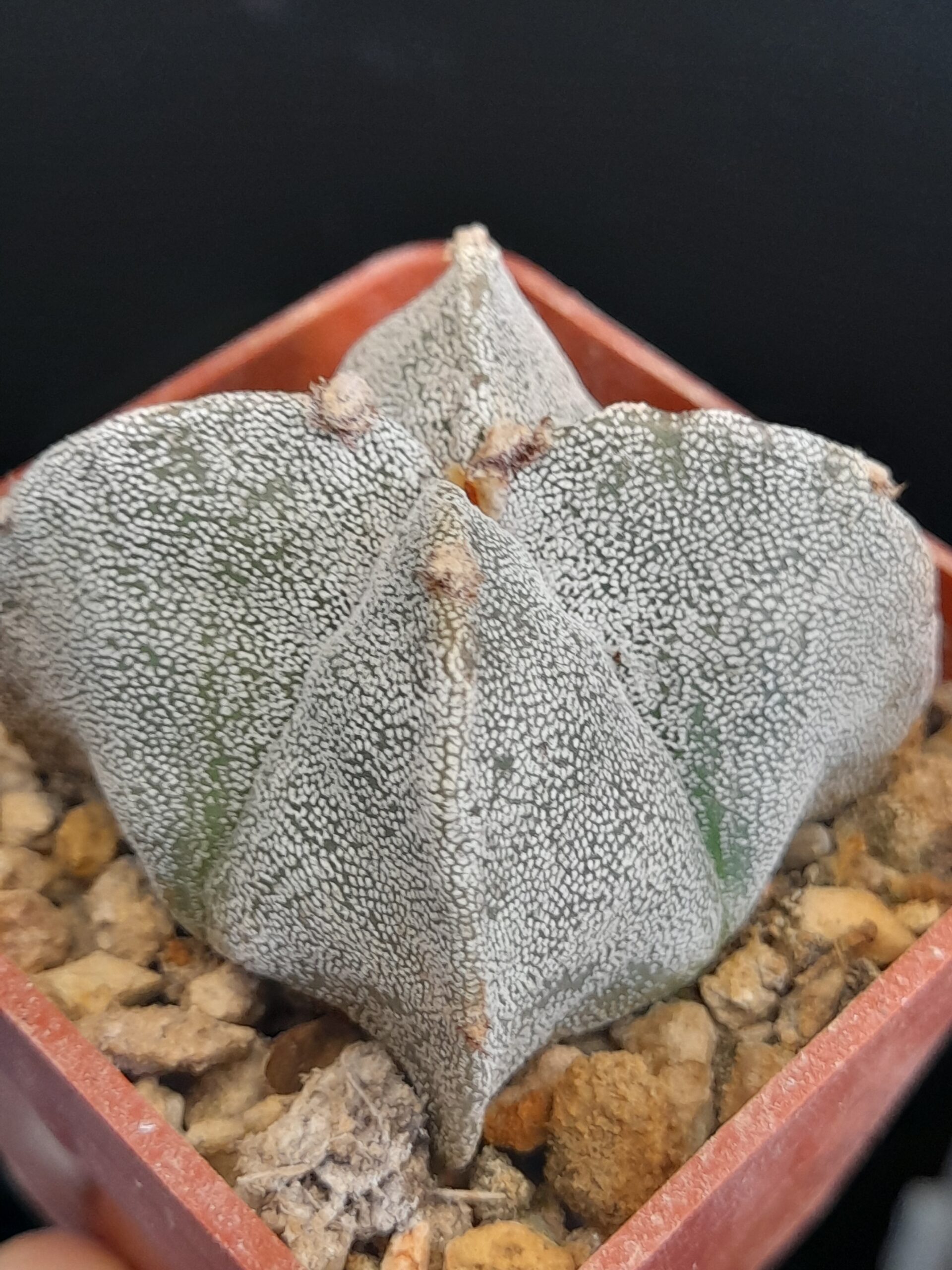 Astrophytum myriostigma f. quadricostatum - Image 3