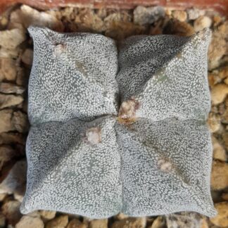 Astrophytum myriostigma f. quadricostatum