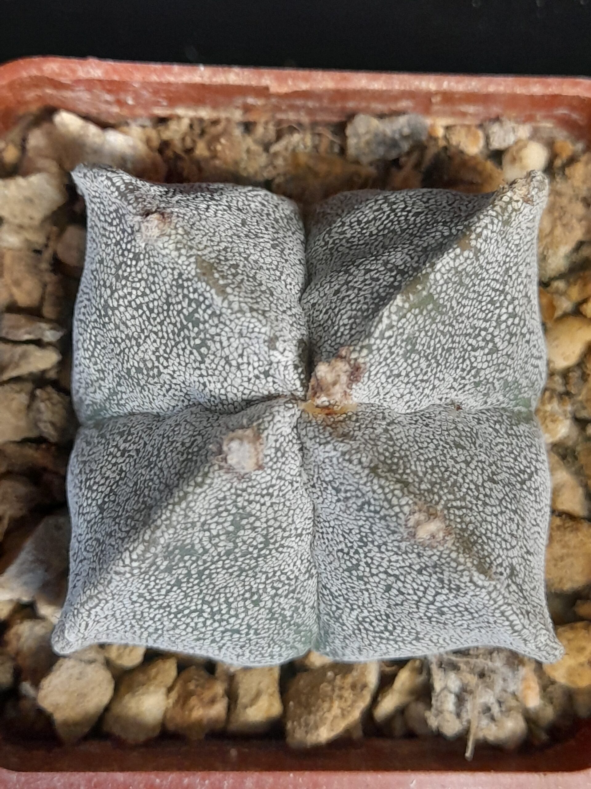 Astrophytum myriostigma f. quadricostatum - Image 4