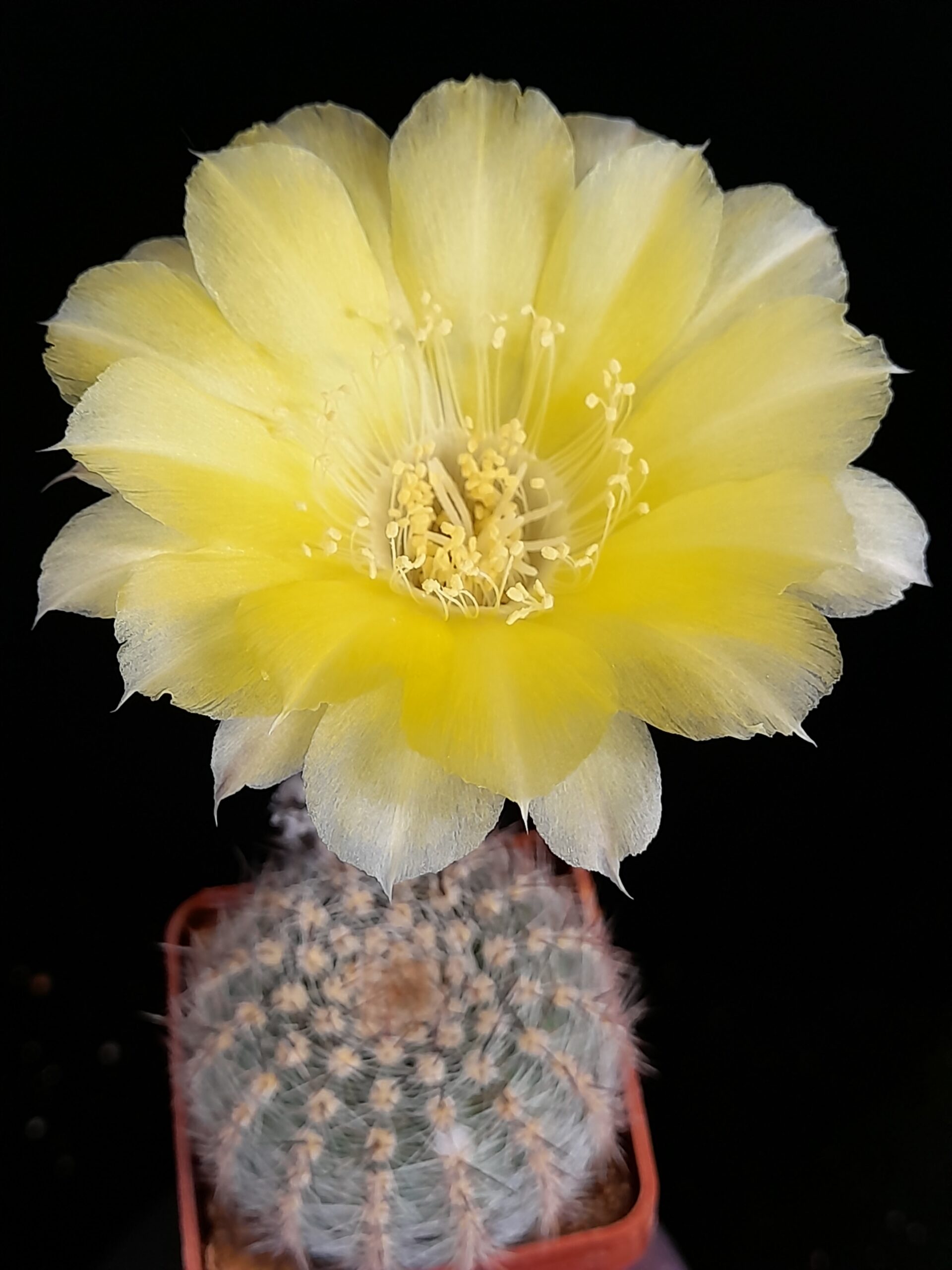 Lobivia aurea var. leucomalla - Image 7