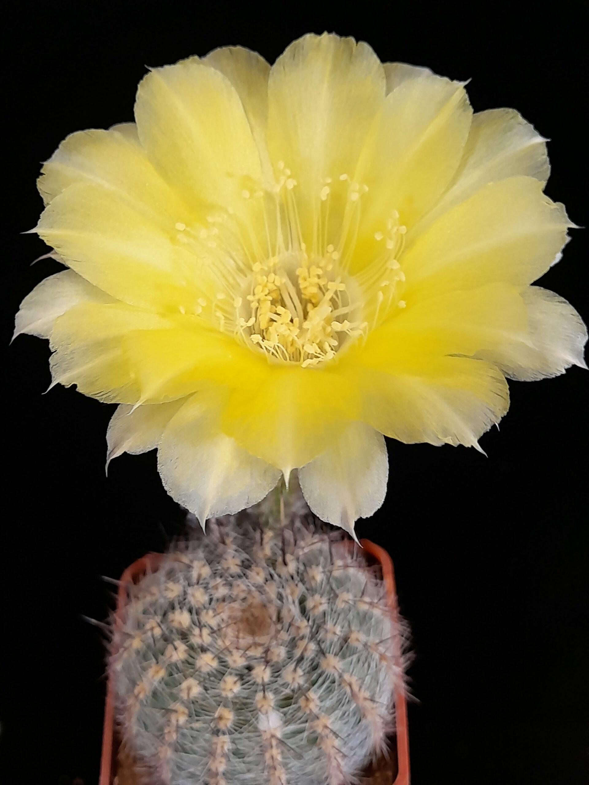 Lobivia aurea var. leucomalla - Image 6