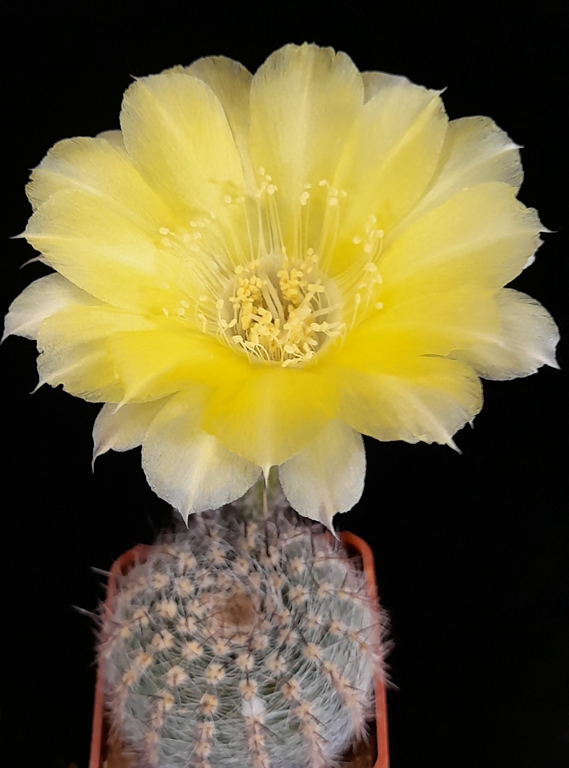 Lobivia aurea var. leucomalla - Image 5
