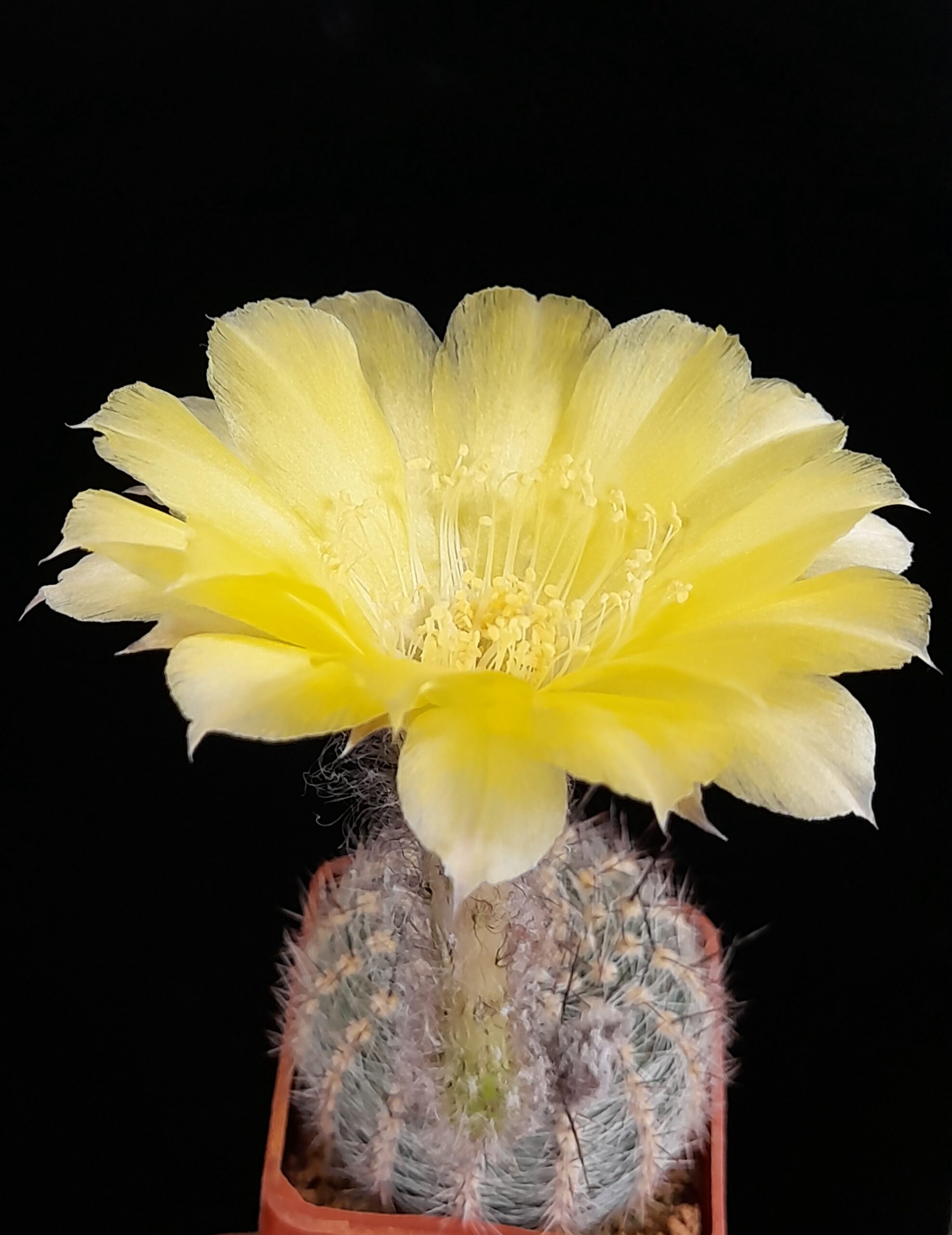 Lobivia aurea var. leucomalla - Image 4