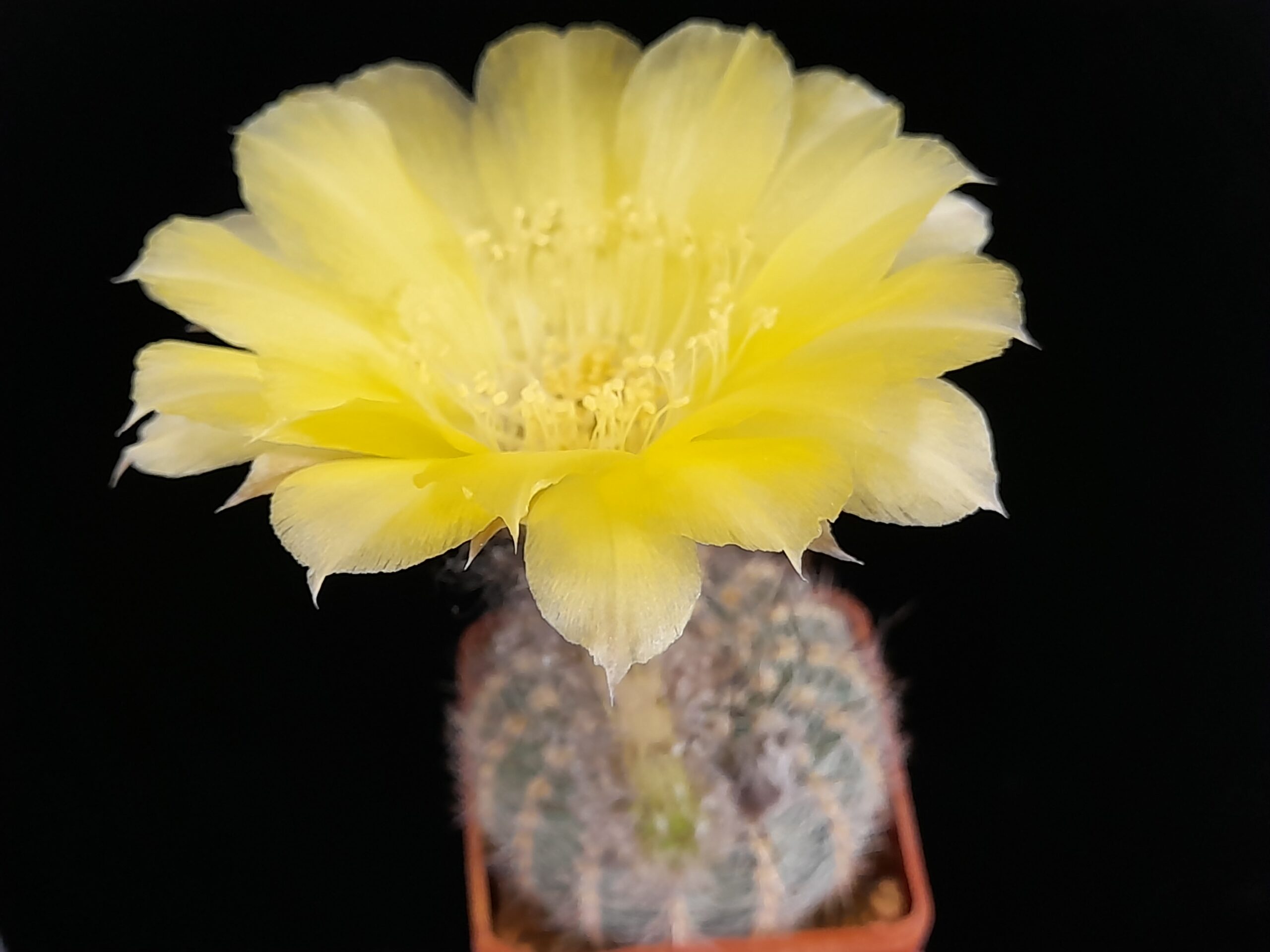 Lobivia aurea var. leucomalla - Image 3