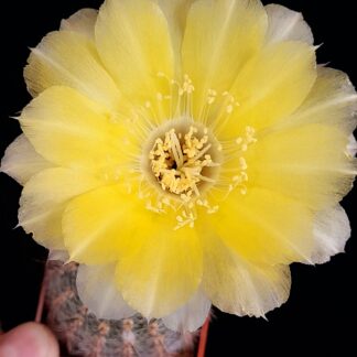 Lobivia aurea var. leucomalla
