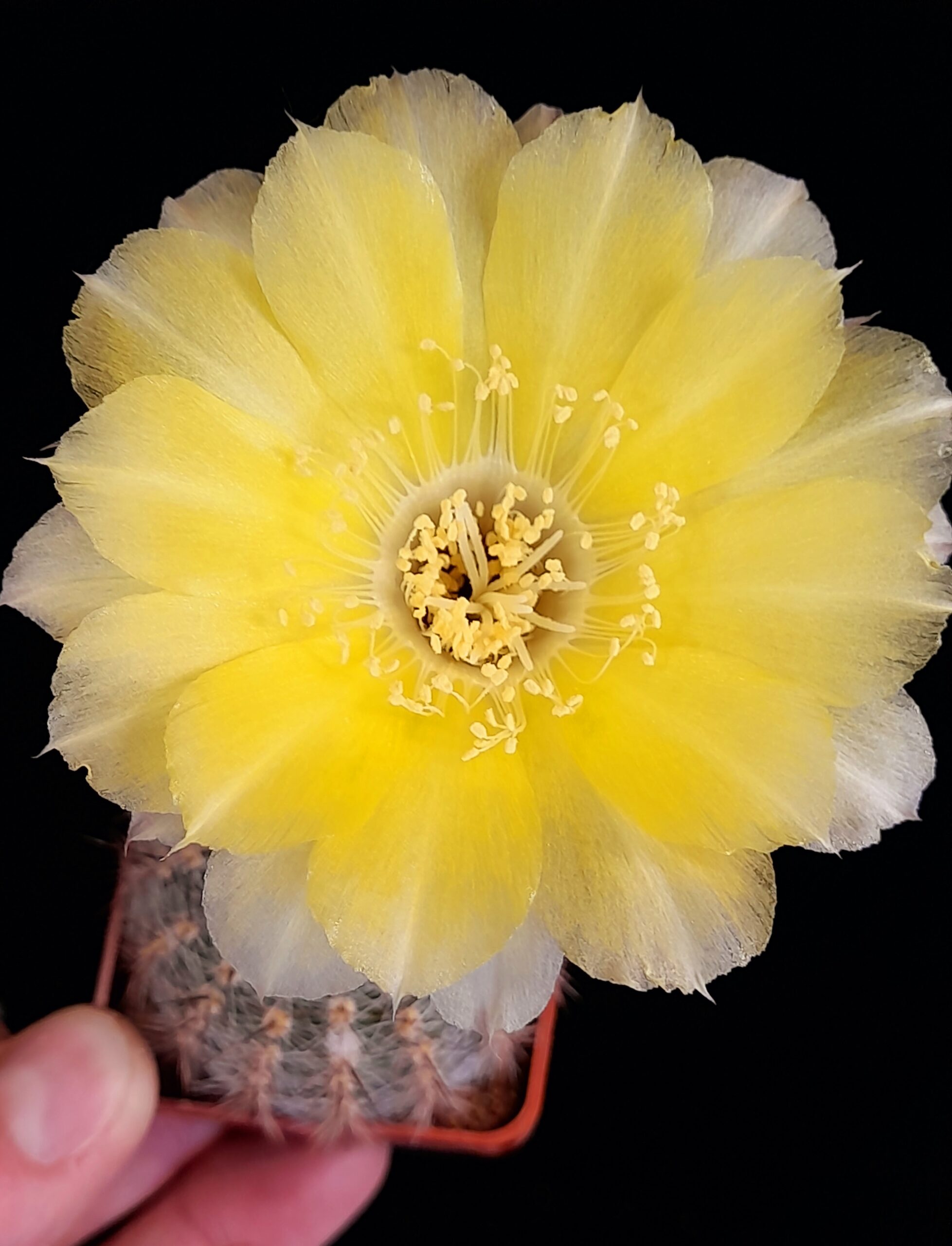 Lobivia aurea var. leucomalla - Image 2