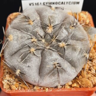 Gymnocalycium berchtii VS161