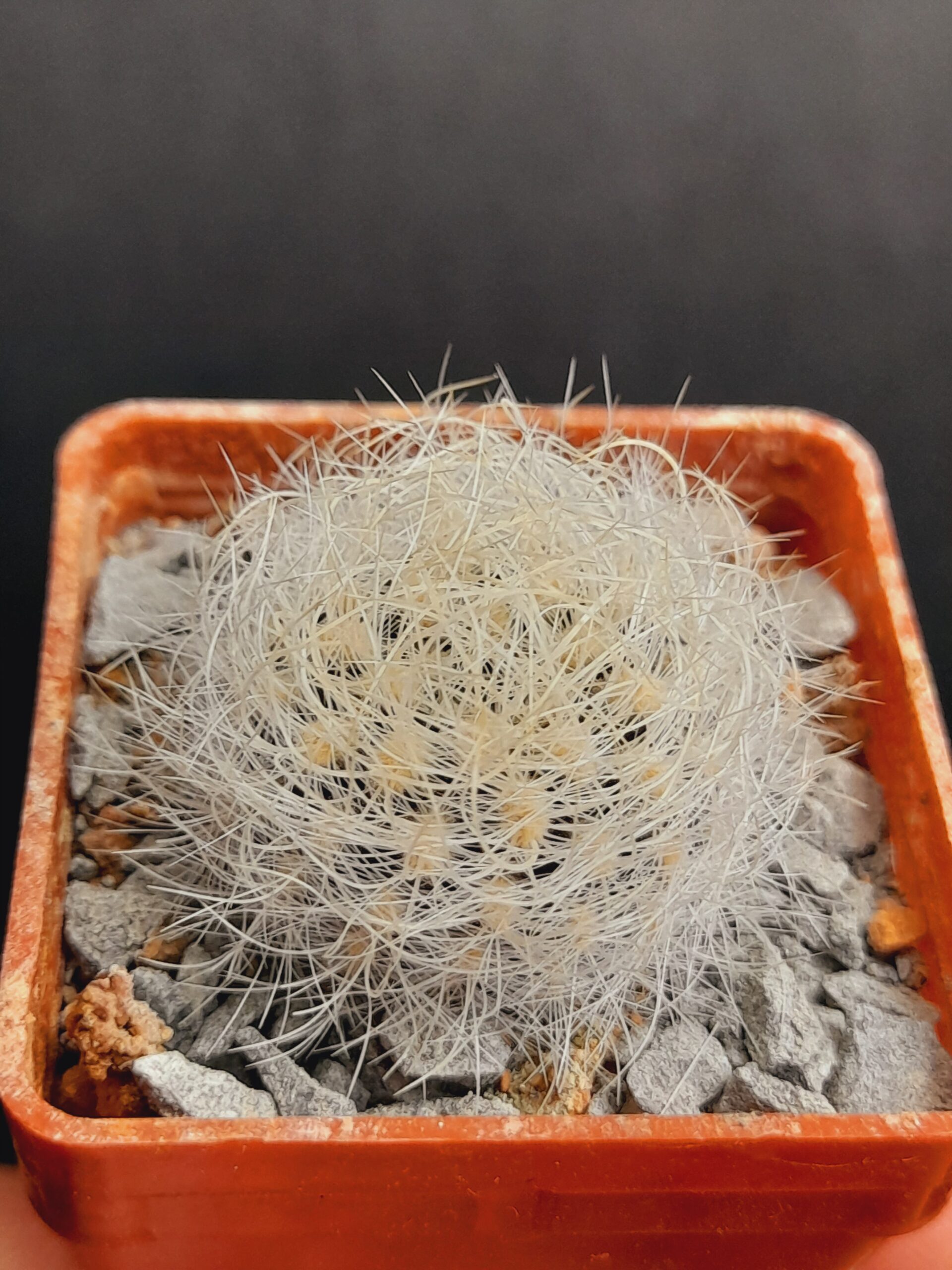 Neoporteria senilis var. multicolor - Image 2