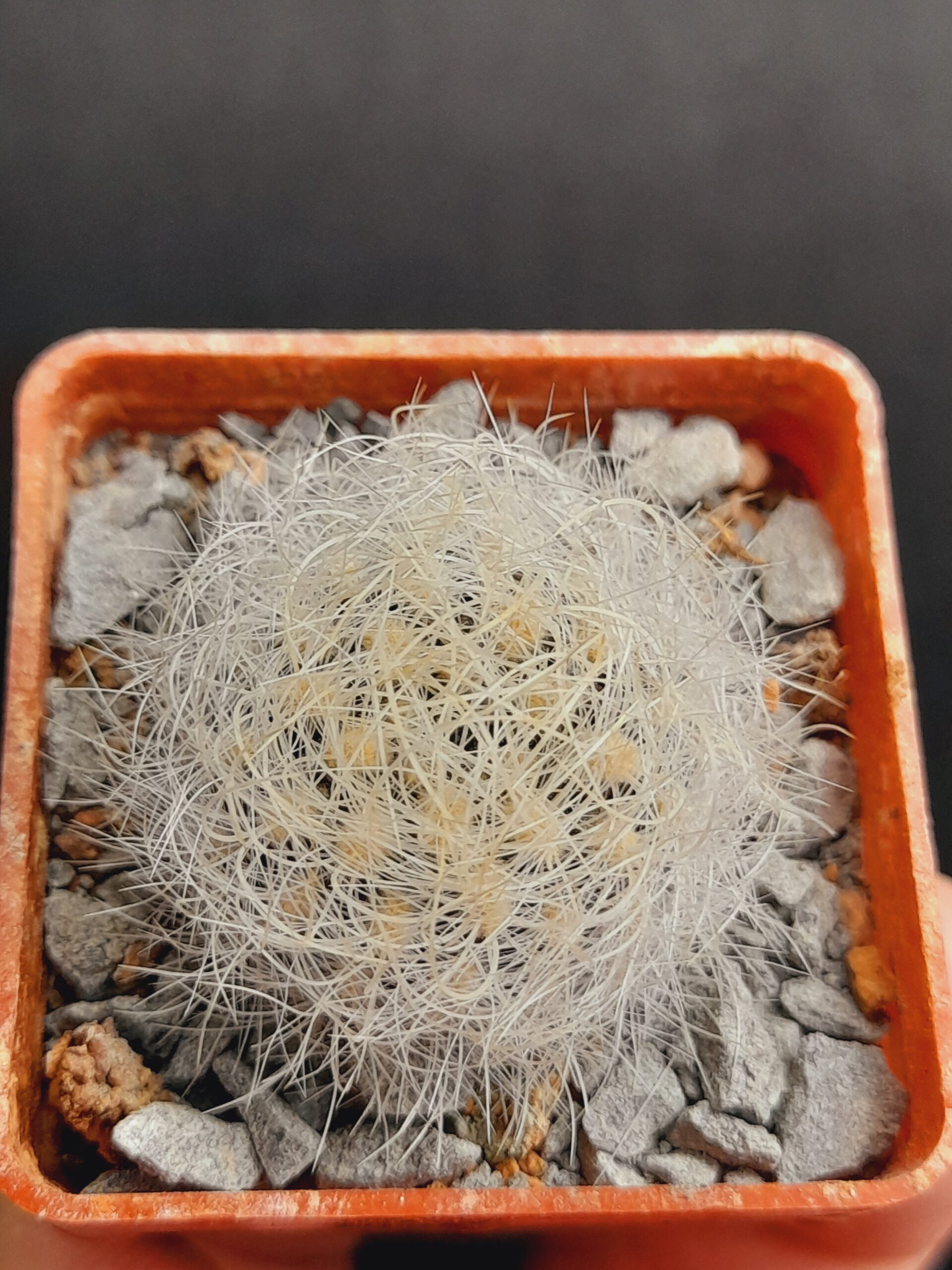 Neoporteria senilis var. multicolor - Image 3