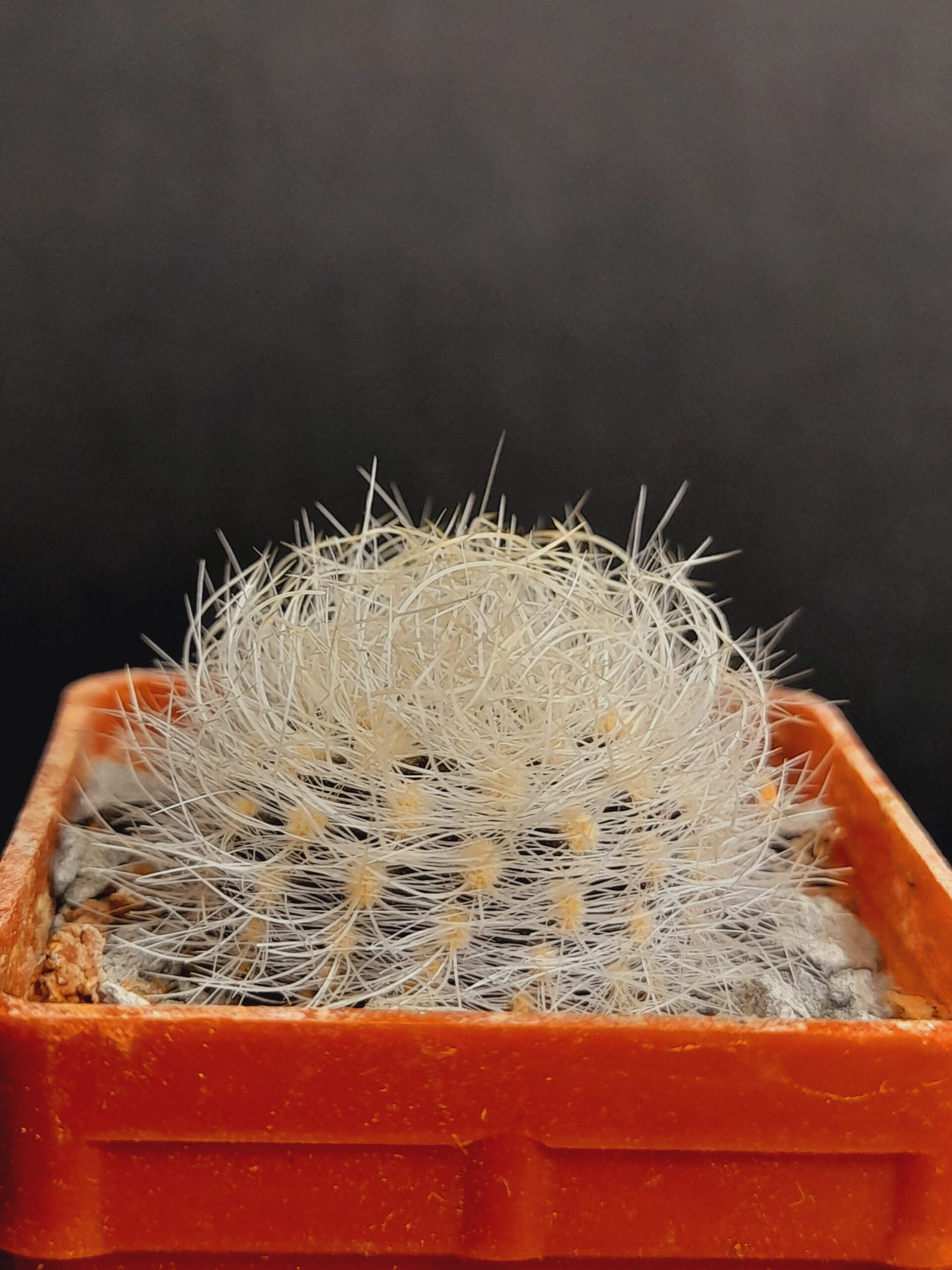 Neoporteria senilis var. multicolor - Image 4